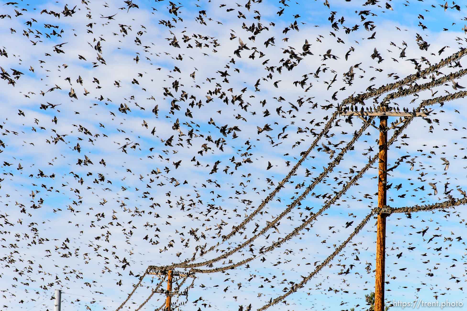 Trent Nelson  |  The Salt Lake Tribune
Starlings in flight near Magna, Friday November 7, 2014.