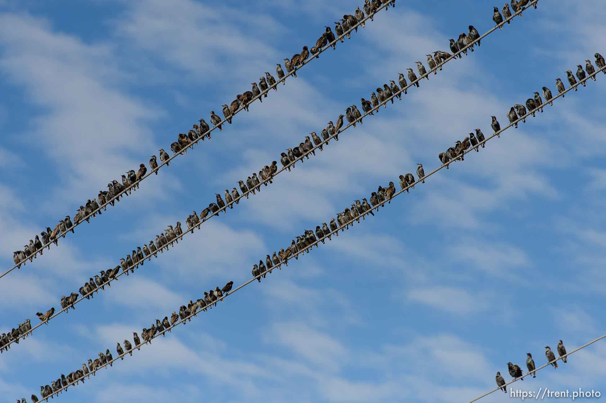 Trent Nelson  |  The Salt Lake Tribune
Starlings in flight near Magna, Friday November 7, 2014.