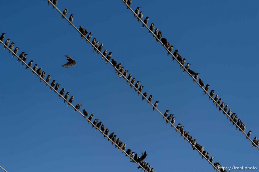 Trent Nelson  |  The Salt Lake Tribune
Starlings in flight near Magna, Friday November 7, 2014.