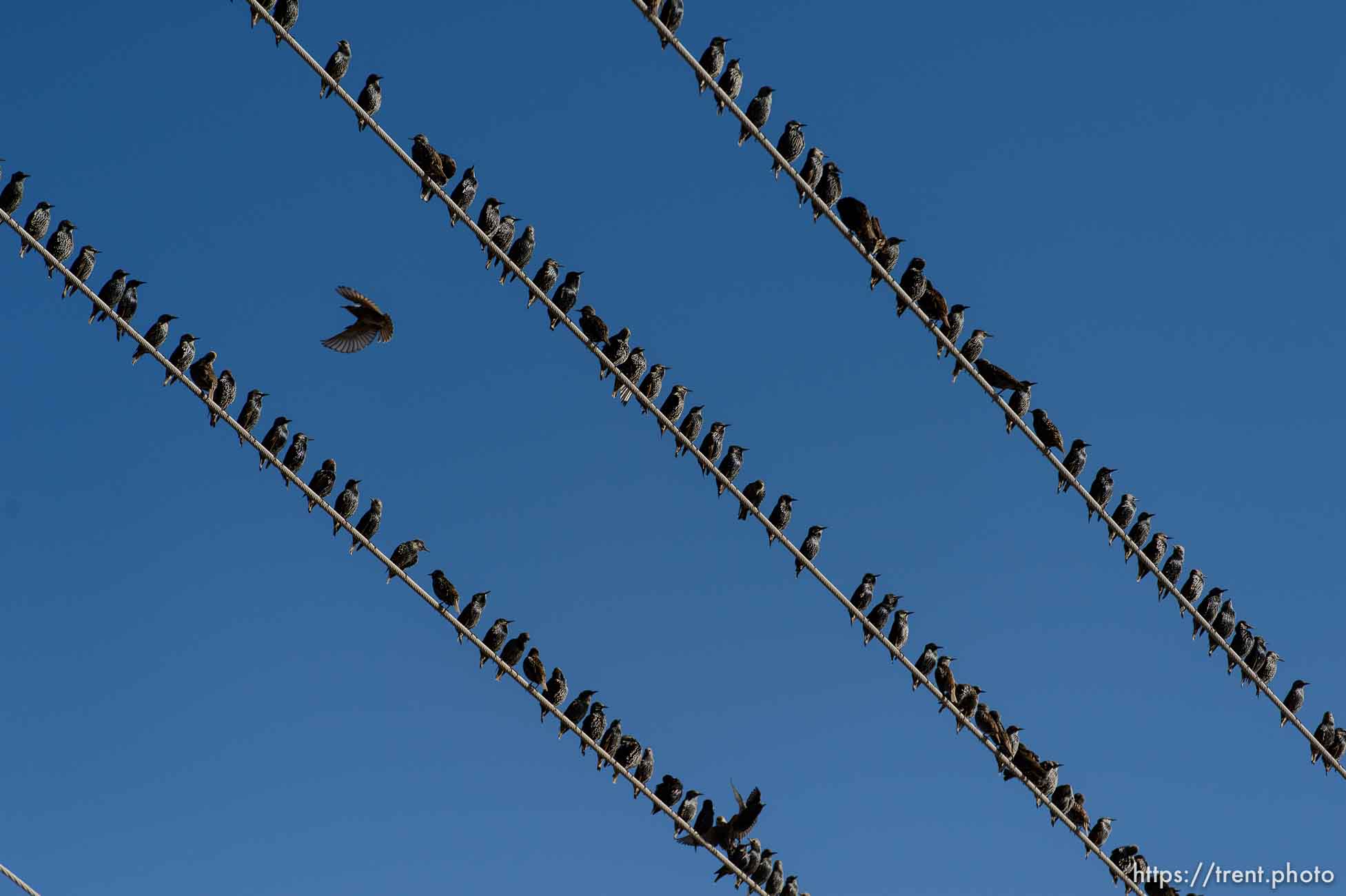 Trent Nelson  |  The Salt Lake Tribune
Starlings in flight near Magna, Friday November 7, 2014.