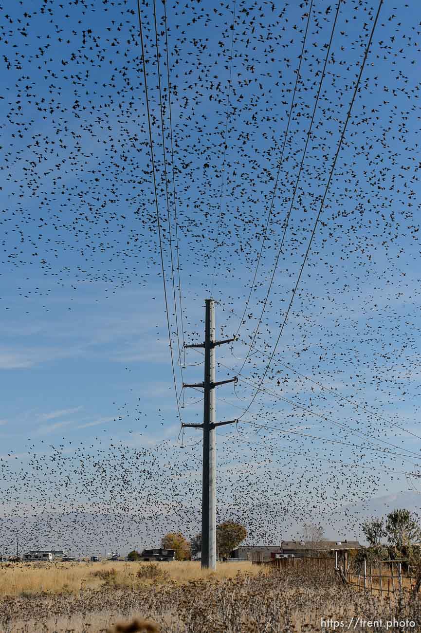 Trent Nelson  |  The Salt Lake Tribune
Starlings in flight near Magna, Friday November 7, 2014.