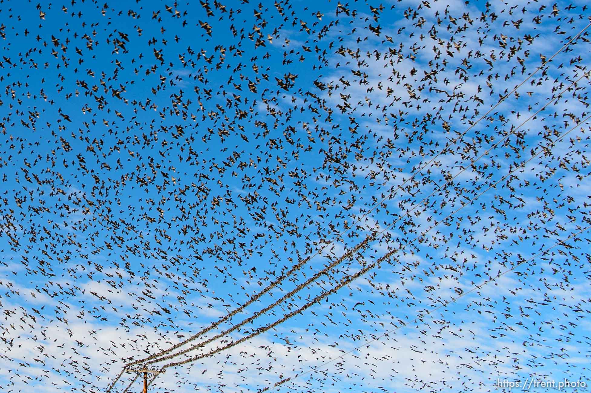 Trent Nelson  |  The Salt Lake Tribune
Starlings in flight near Magna, Friday November 7, 2014.