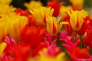 Tulips on temple square.
Tuesday May 5, 2009 in Salt Lake City.