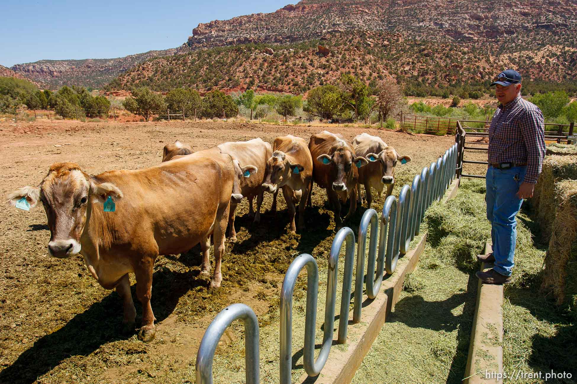 Hildale -, Tuesday August 11, 2009.
finney farms. cattle brown swiss cows. winford barlow