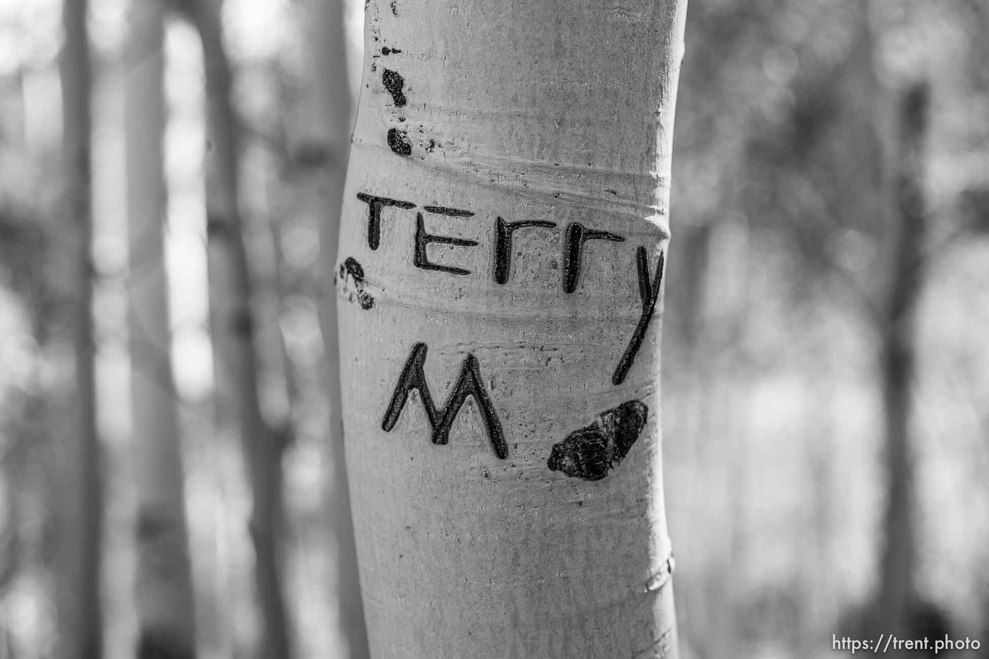 Terry M carvings on trees at Twin Ponds, southeast of Salina