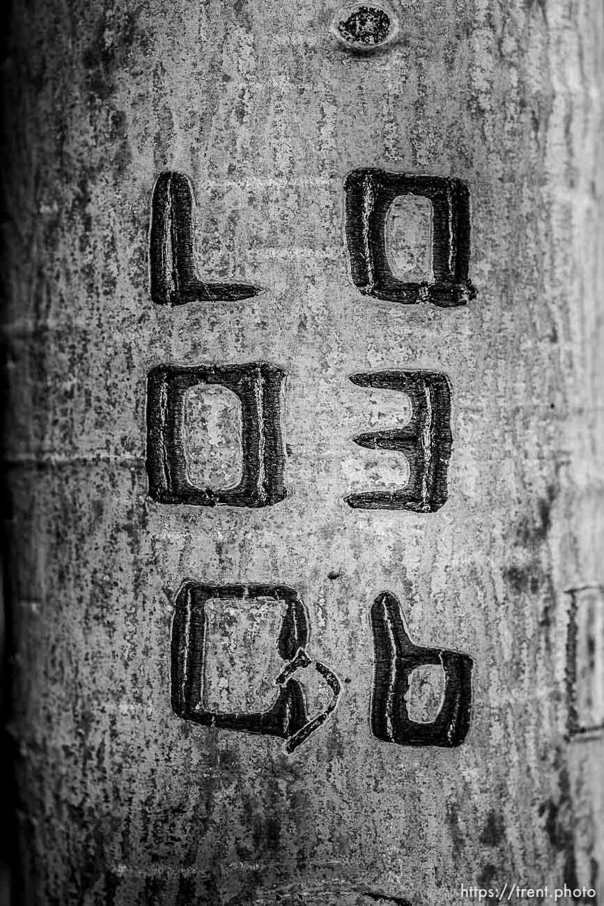 carvings on trees at Twin Ponds, southeast of Salina