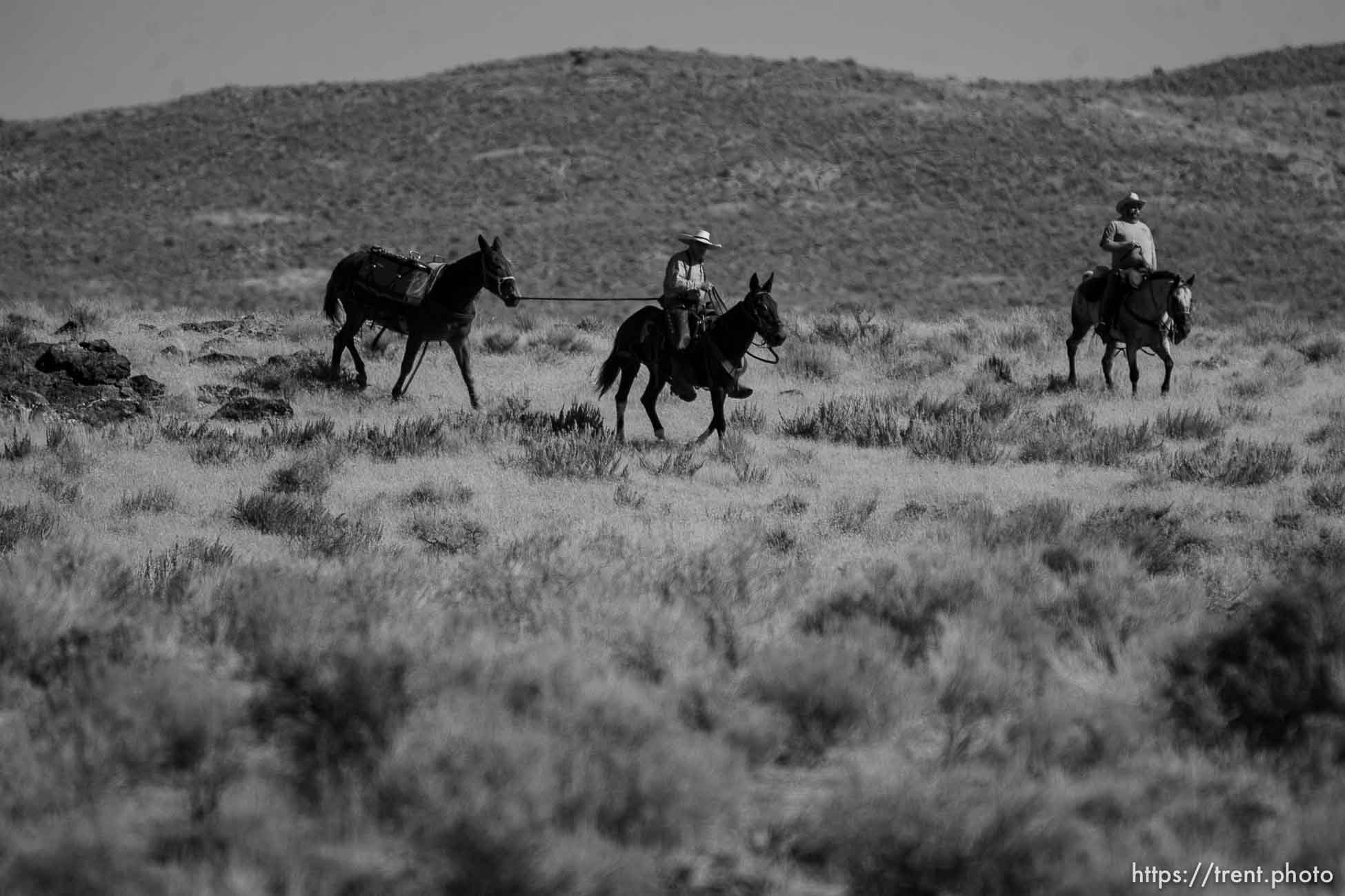 Trent Nelson  |  The Salt Lake Tribune
Search for Susan Powell at Topaz Mountain, Utah, Tuesday, September 20, 2011. juab county search and rescue on horses