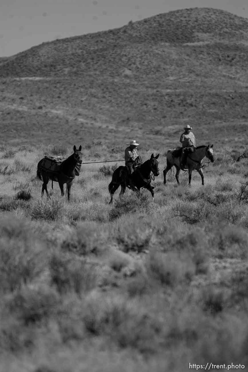 Trent Nelson  |  The Salt Lake Tribune
Search for Susan Powell at Topaz Mountain, Utah, Tuesday, September 20, 2011. juab county search and rescue on horses