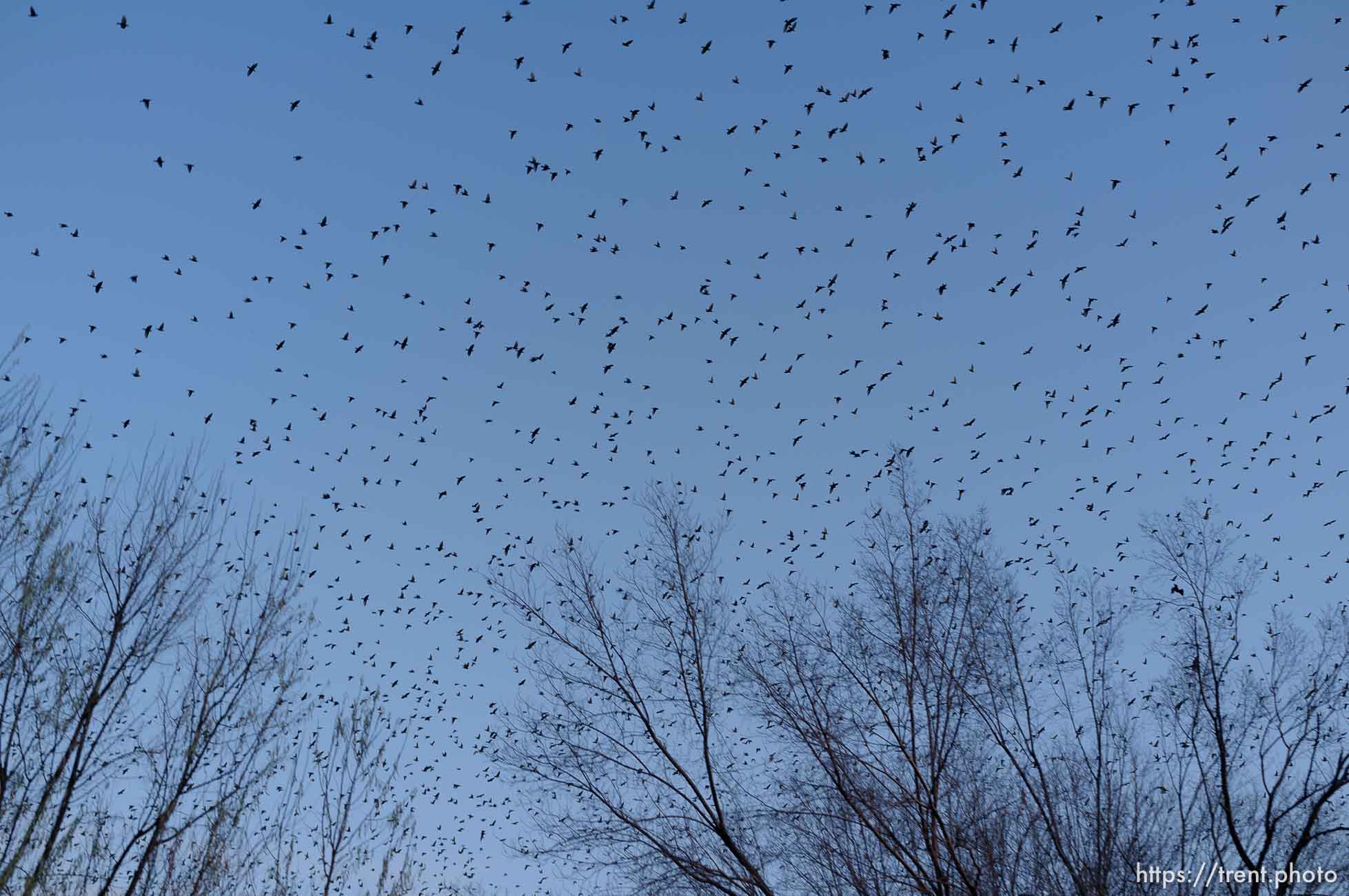 Trent Nelson  |  The Salt Lake Tribune
Flocks of starlings in Salt Lake City, Utah, Wednesday, December 14, 2011.