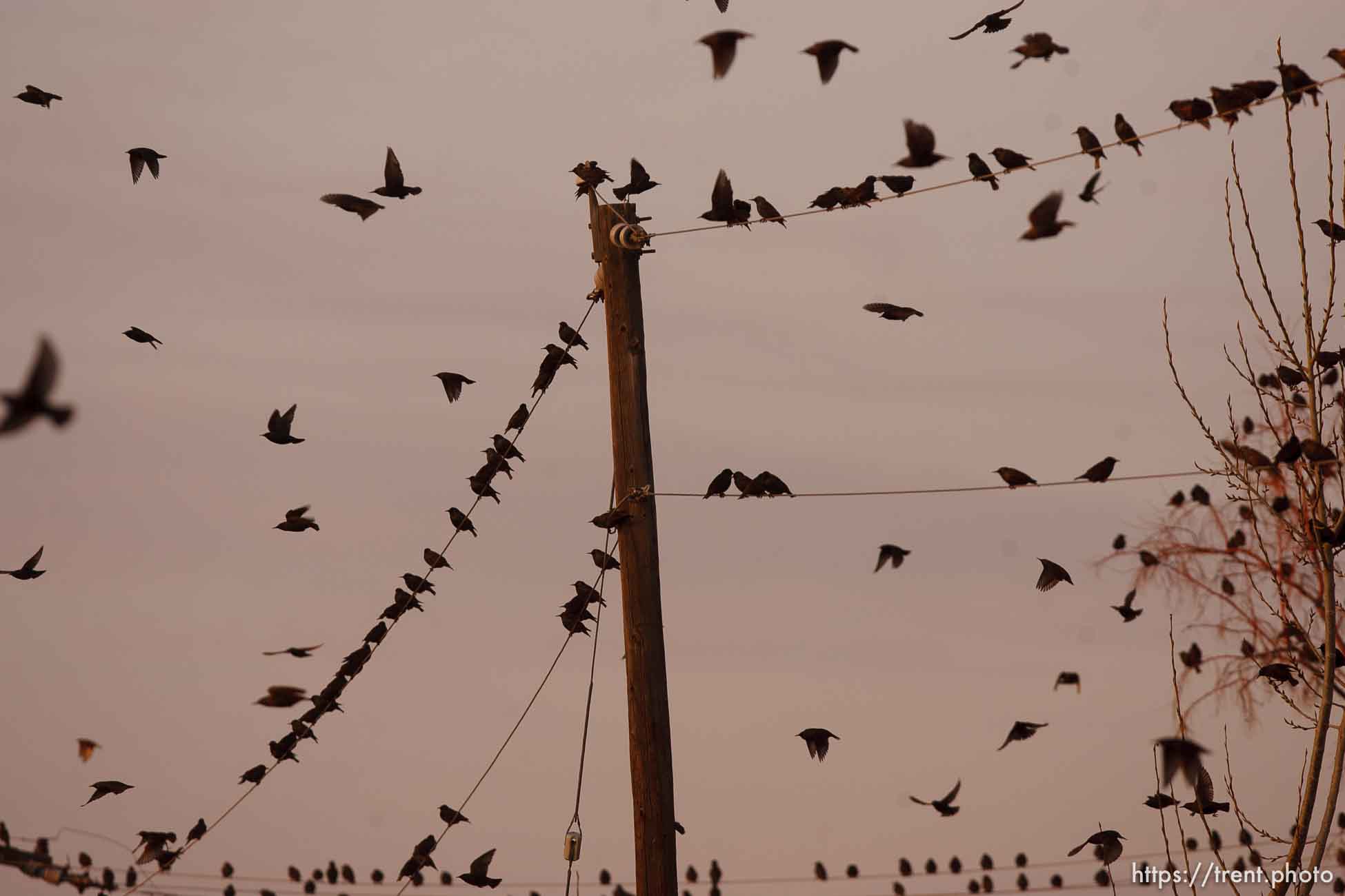 Trent Nelson  |  The Salt Lake Tribune
Flocks of starlings in Salt Lake City, Utah, Wednesday, December 14, 2011.