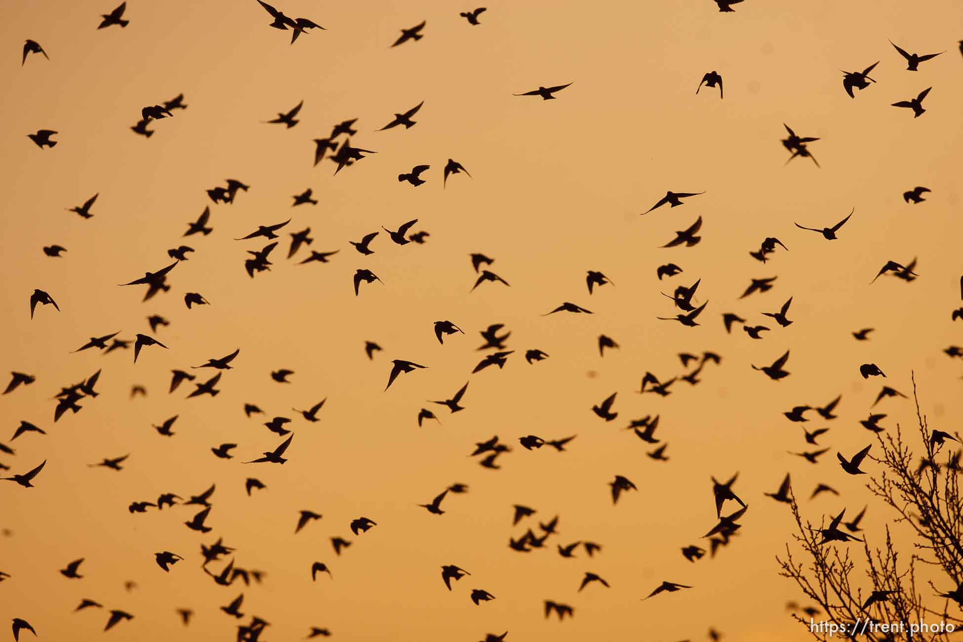 Trent Nelson  |  The Salt Lake Tribune
Flocks of starlings in Salt Lake City, Utah, Wednesday, December 14, 2011.