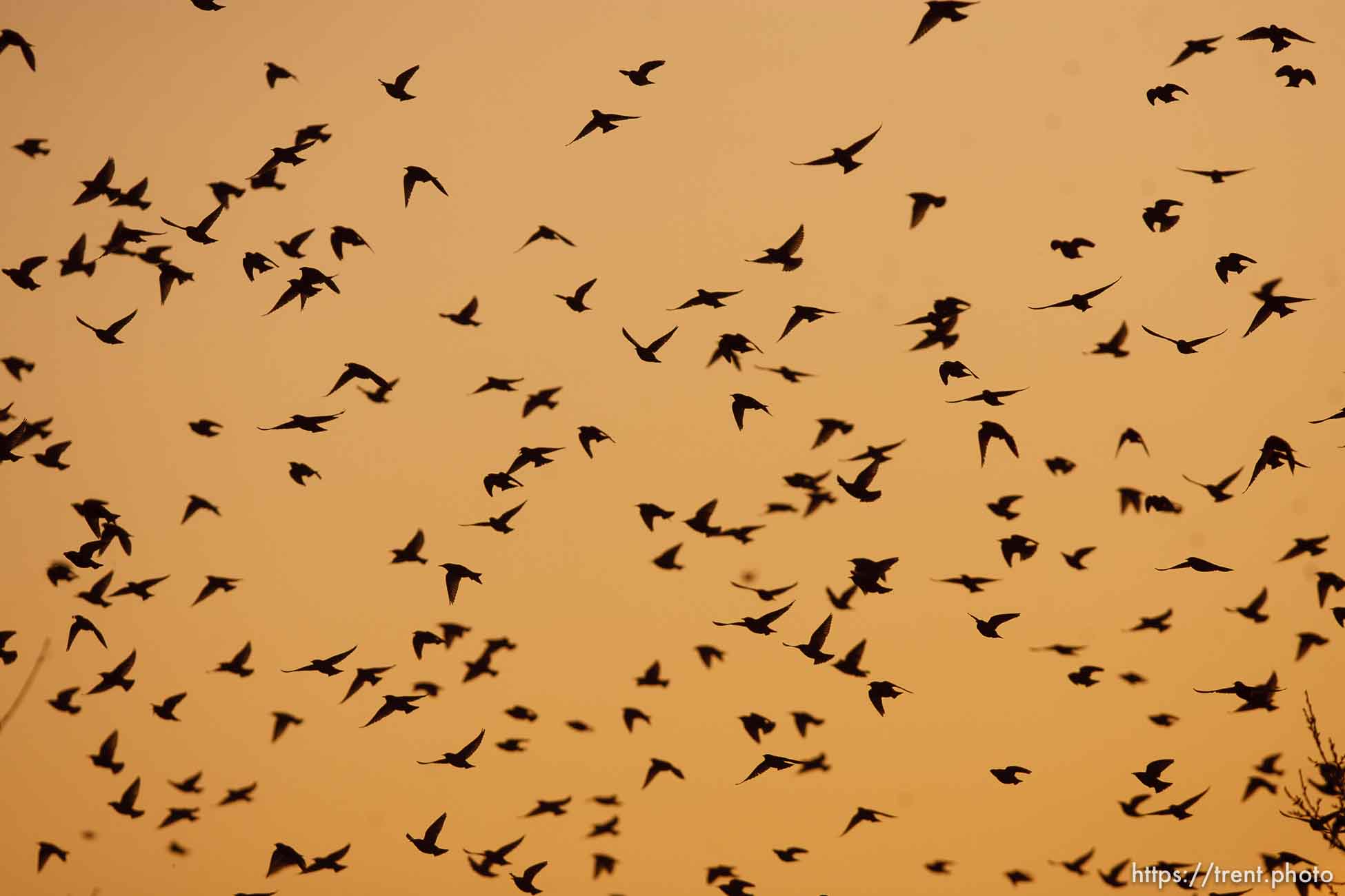 Trent Nelson  |  The Salt Lake Tribune
Flocks of starlings in Salt Lake City, Utah, Wednesday, December 14, 2011.