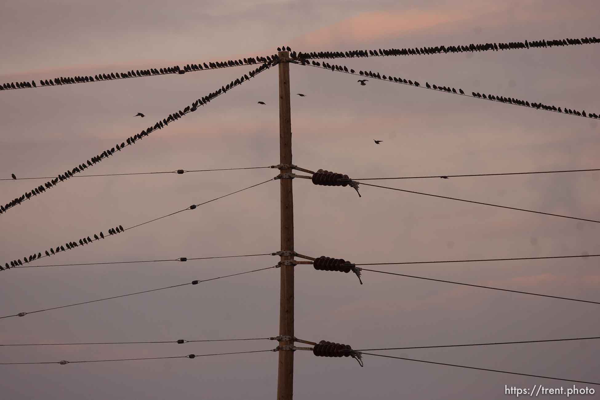 Trent Nelson  |  The Salt Lake Tribune
Flocks of starlings in Salt Lake City, Utah, Wednesday, December 14, 2011.