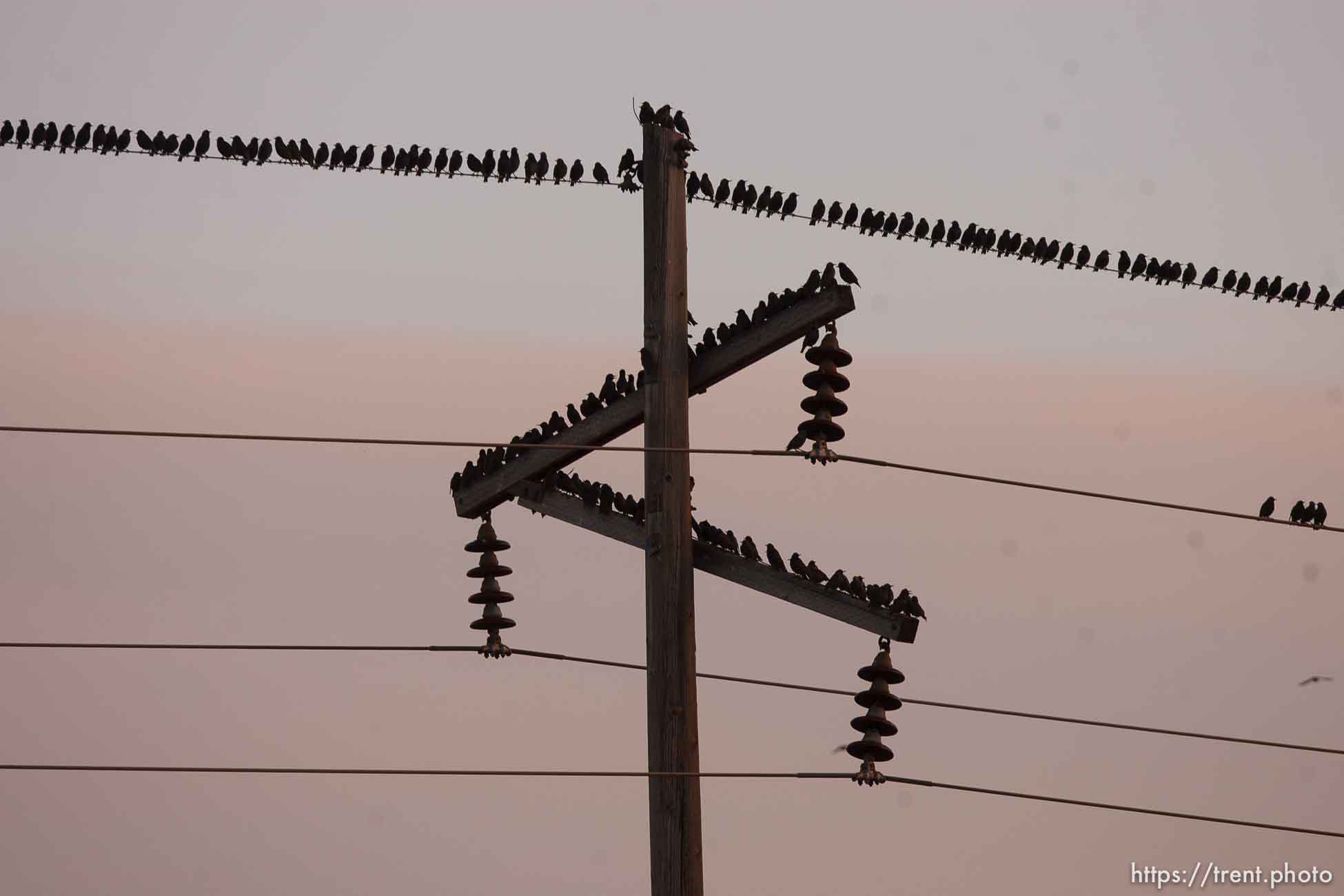 Trent Nelson  |  The Salt Lake Tribune
Flocks of starlings in Salt Lake City, Utah, Wednesday, December 14, 2011.