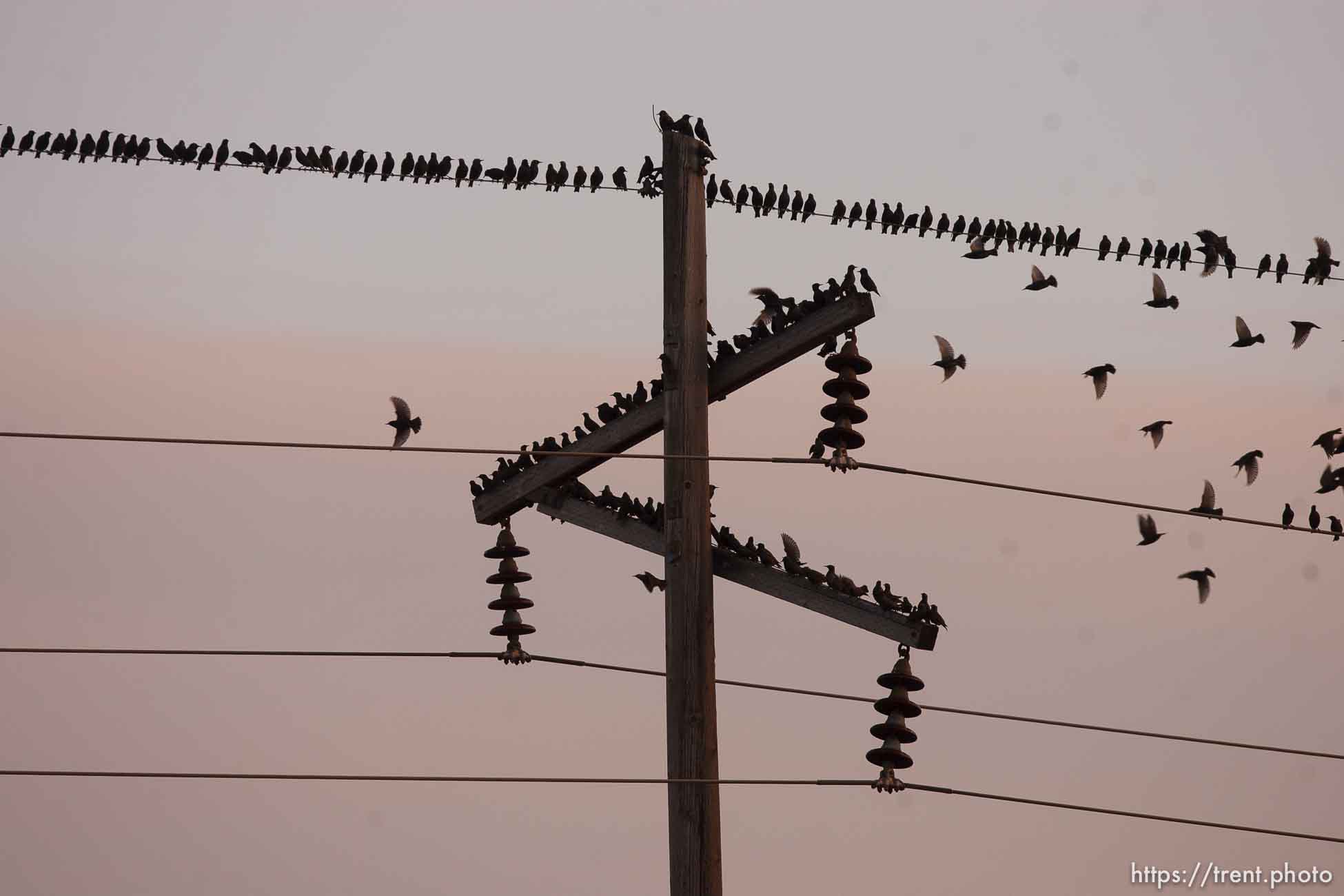 Trent Nelson  |  The Salt Lake Tribune
Flocks of starlings in Salt Lake City, Utah, Wednesday, December 14, 2011.