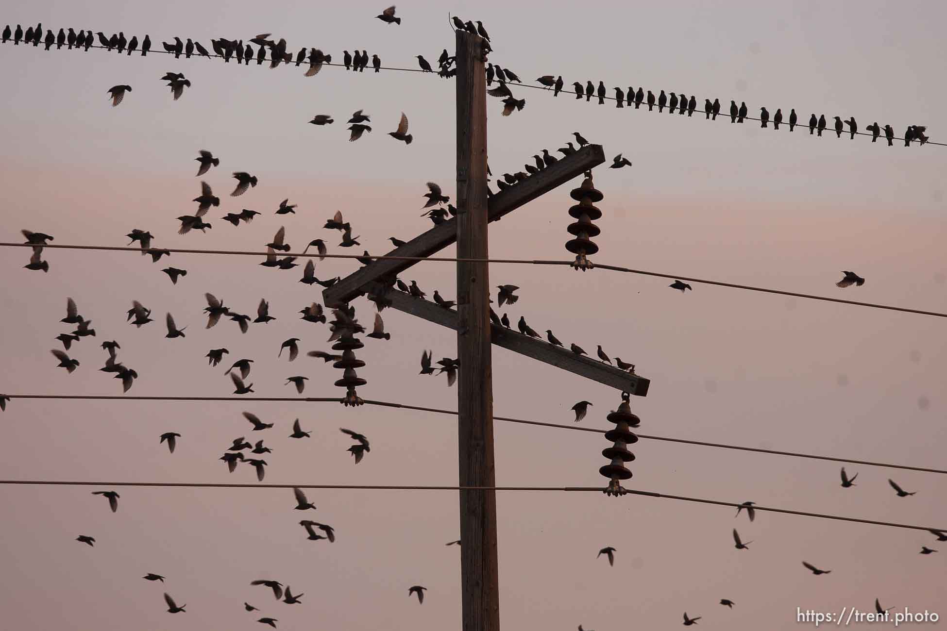 Trent Nelson  |  The Salt Lake Tribune
Flocks of starlings in Salt Lake City, Utah, Wednesday, December 14, 2011.