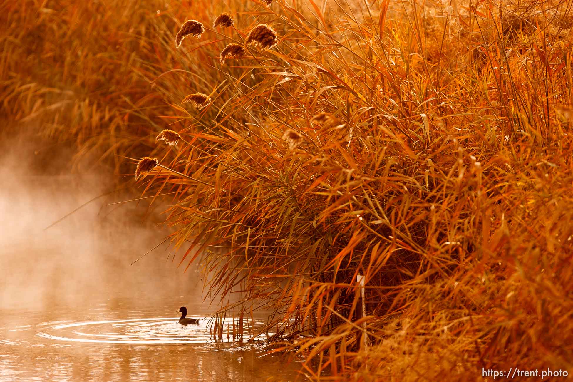 Trent Nelson  |  The Salt Lake Tribune
Ducks in the mist at the Water Reclamation Plant Wetlands along 2300 North in Salt Lake City, Utah, Wednesday, December 14, 2011.
