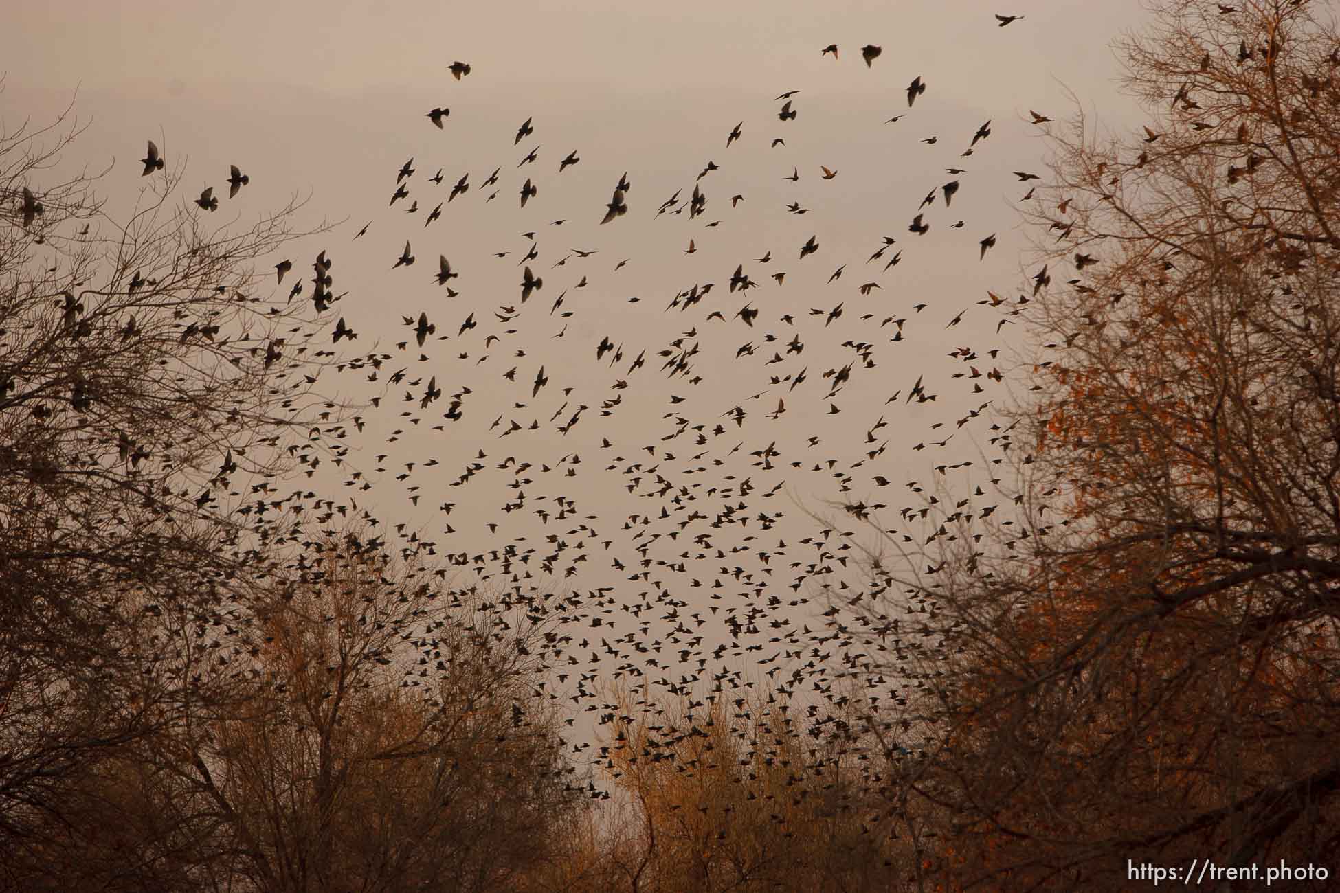 Trent Nelson  |  The Salt Lake Tribune
Flocks of starlings in Salt Lake City, Utah, Wednesday, December 14, 2011.