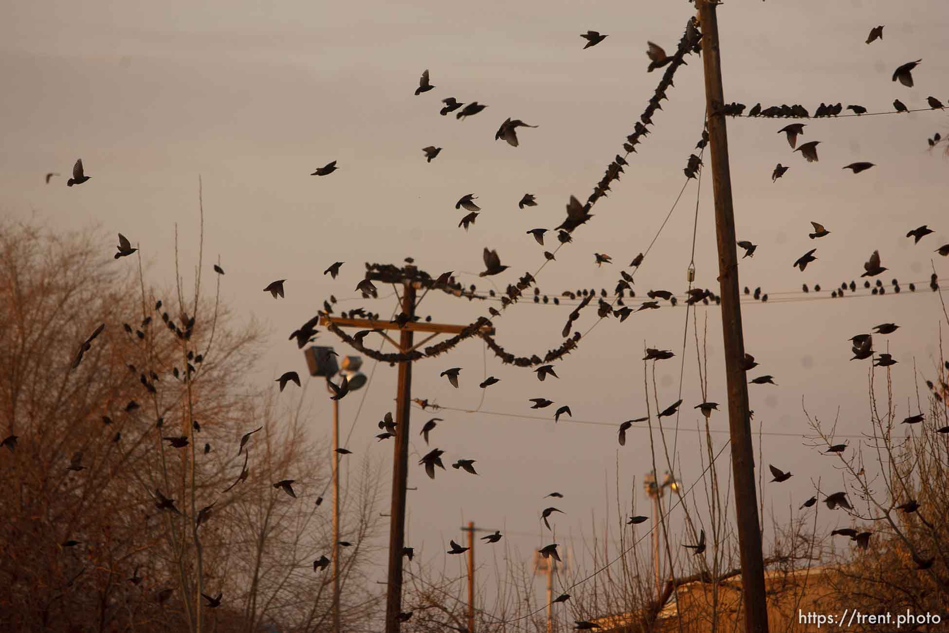 Trent Nelson  |  The Salt Lake Tribune
Flocks of starlings in Salt Lake City, Utah, Wednesday, December 14, 2011.