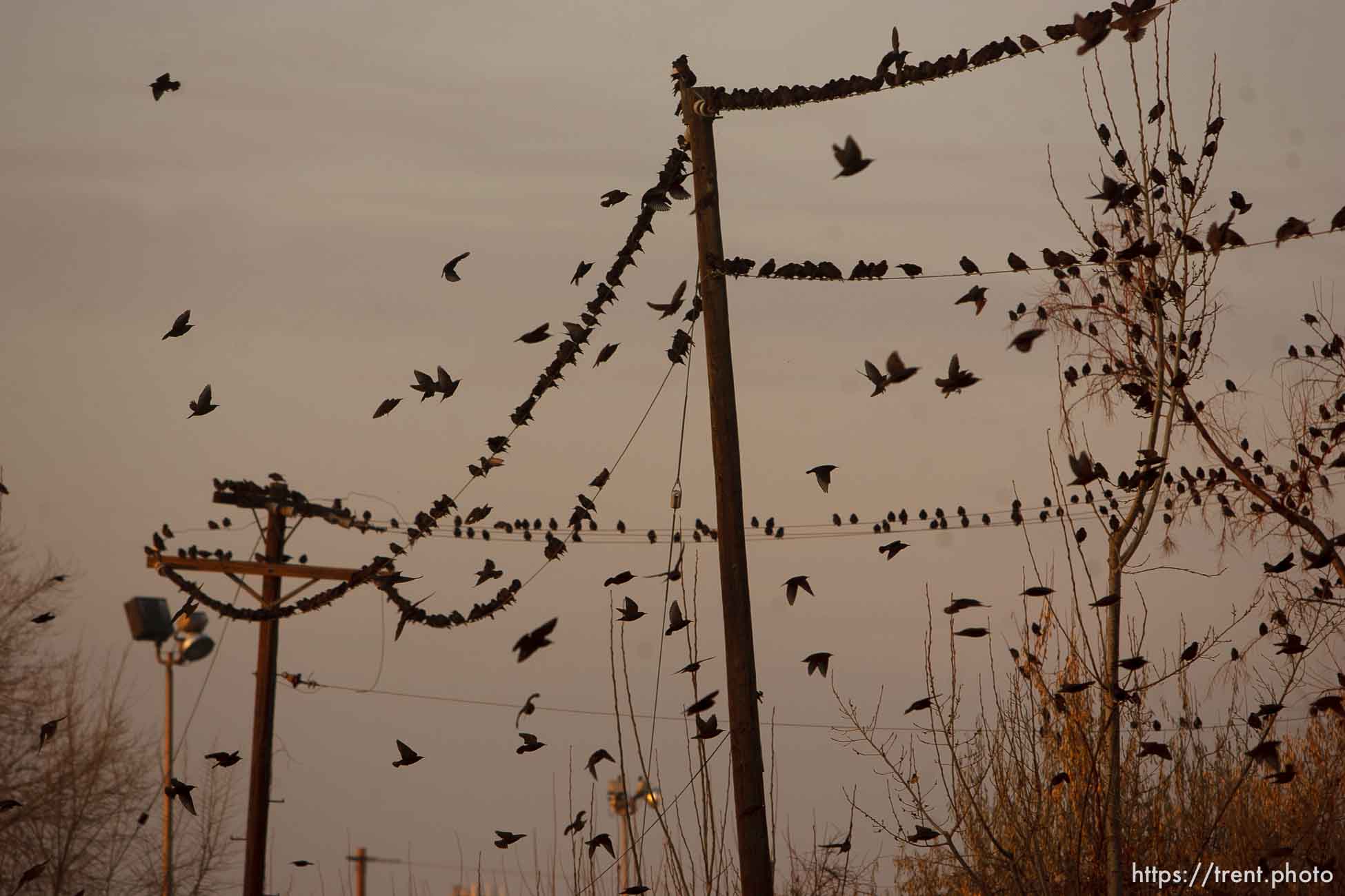 Trent Nelson  |  The Salt Lake Tribune
Flocks of starlings in Salt Lake City, Utah, Wednesday, December 14, 2011.