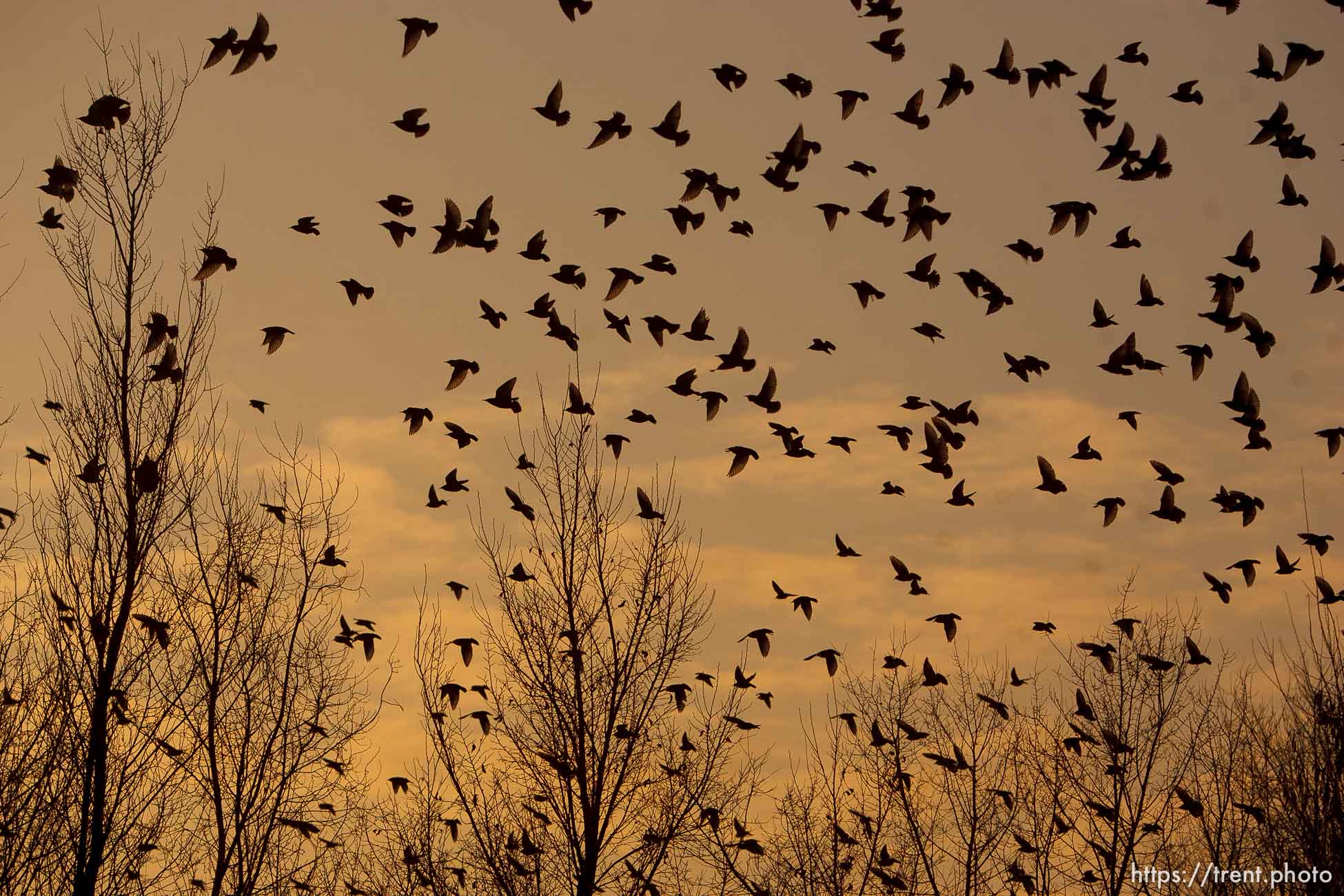 Trent Nelson  |  The Salt Lake Tribune
Flocks of starlings in Salt Lake City, Utah, Wednesday, December 14, 2011.