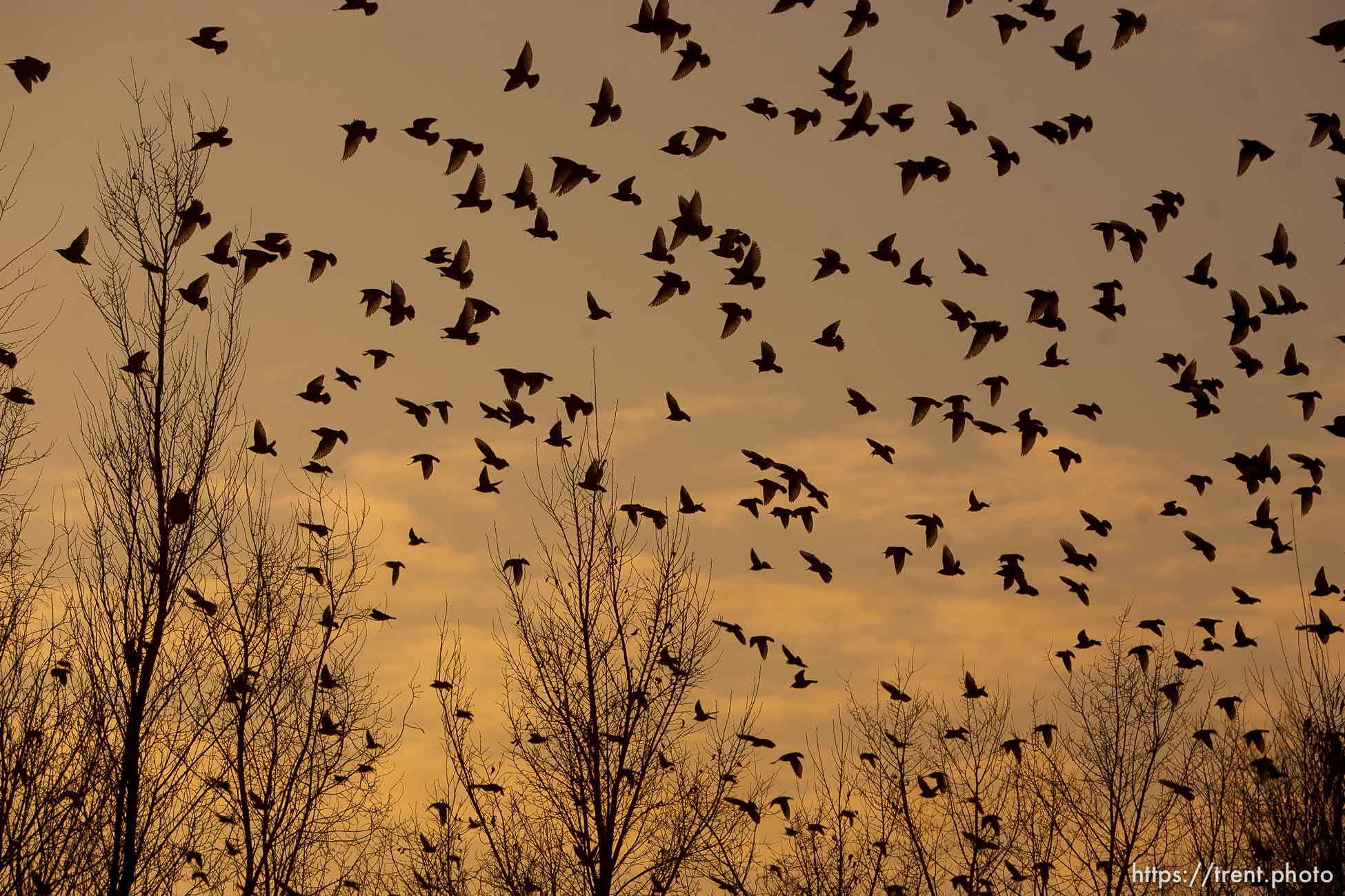 Trent Nelson  |  The Salt Lake Tribune
Flocks of starlings in Salt Lake City, Utah, Wednesday, December 14, 2011.