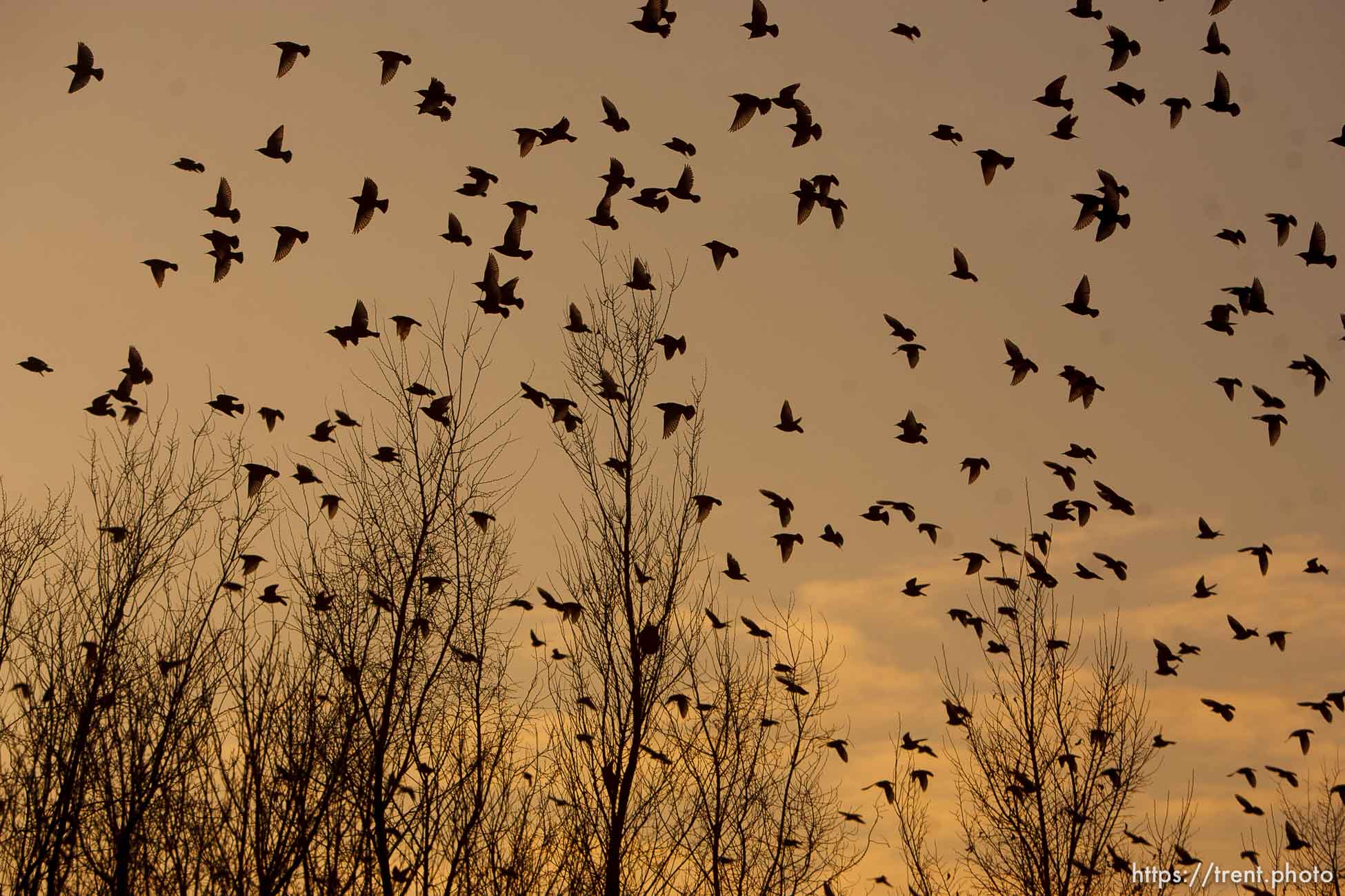 Trent Nelson  |  The Salt Lake Tribune
Flocks of starlings in Salt Lake City, Utah, Wednesday, December 14, 2011.