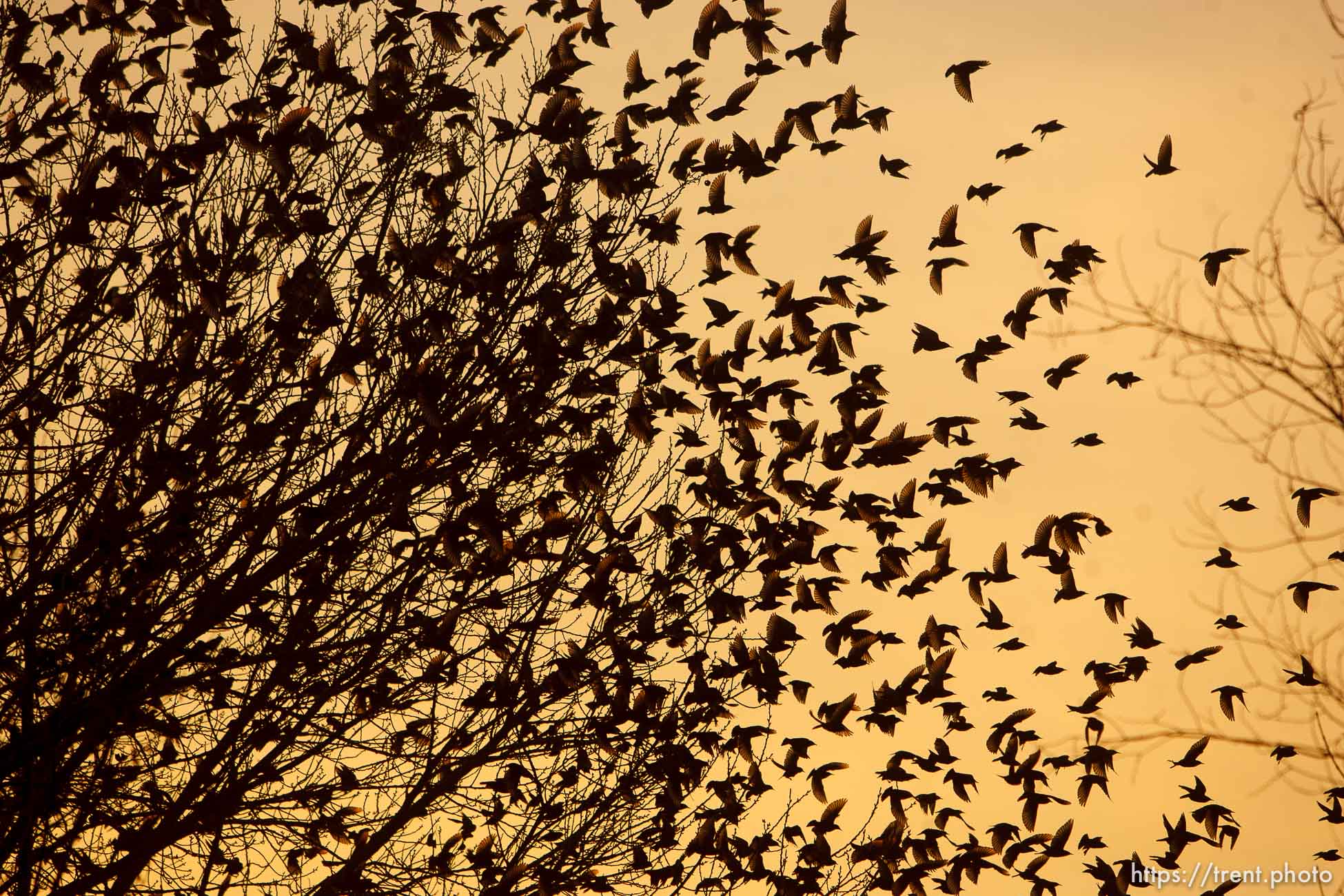 Trent Nelson  |  The Salt Lake Tribune
Flocks of starlings in Salt Lake City, Utah, Wednesday, December 14, 2011.