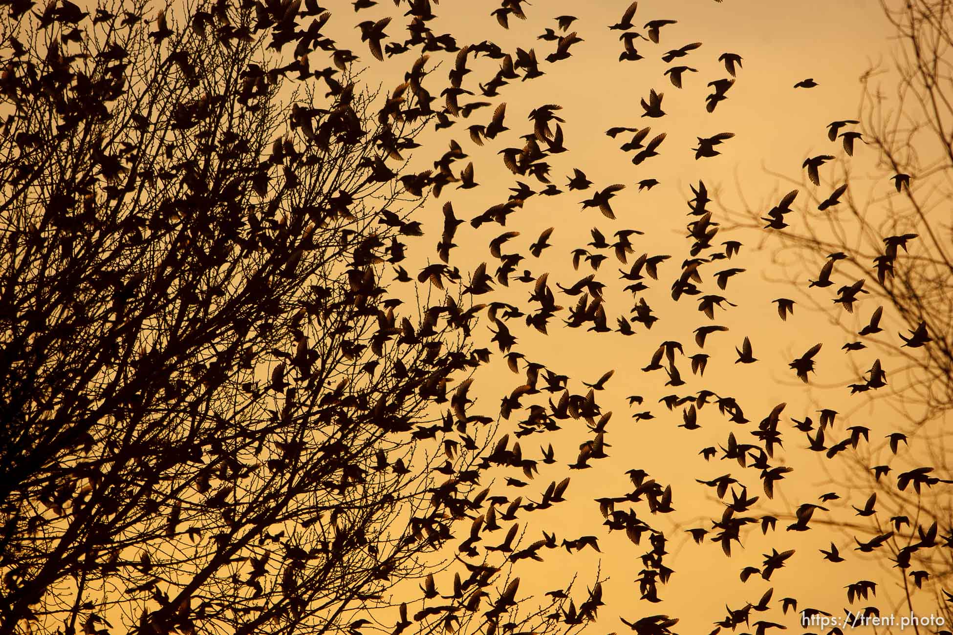 Trent Nelson  |  The Salt Lake Tribune
Flocks of starlings in Salt Lake City, Utah, Wednesday, December 14, 2011.