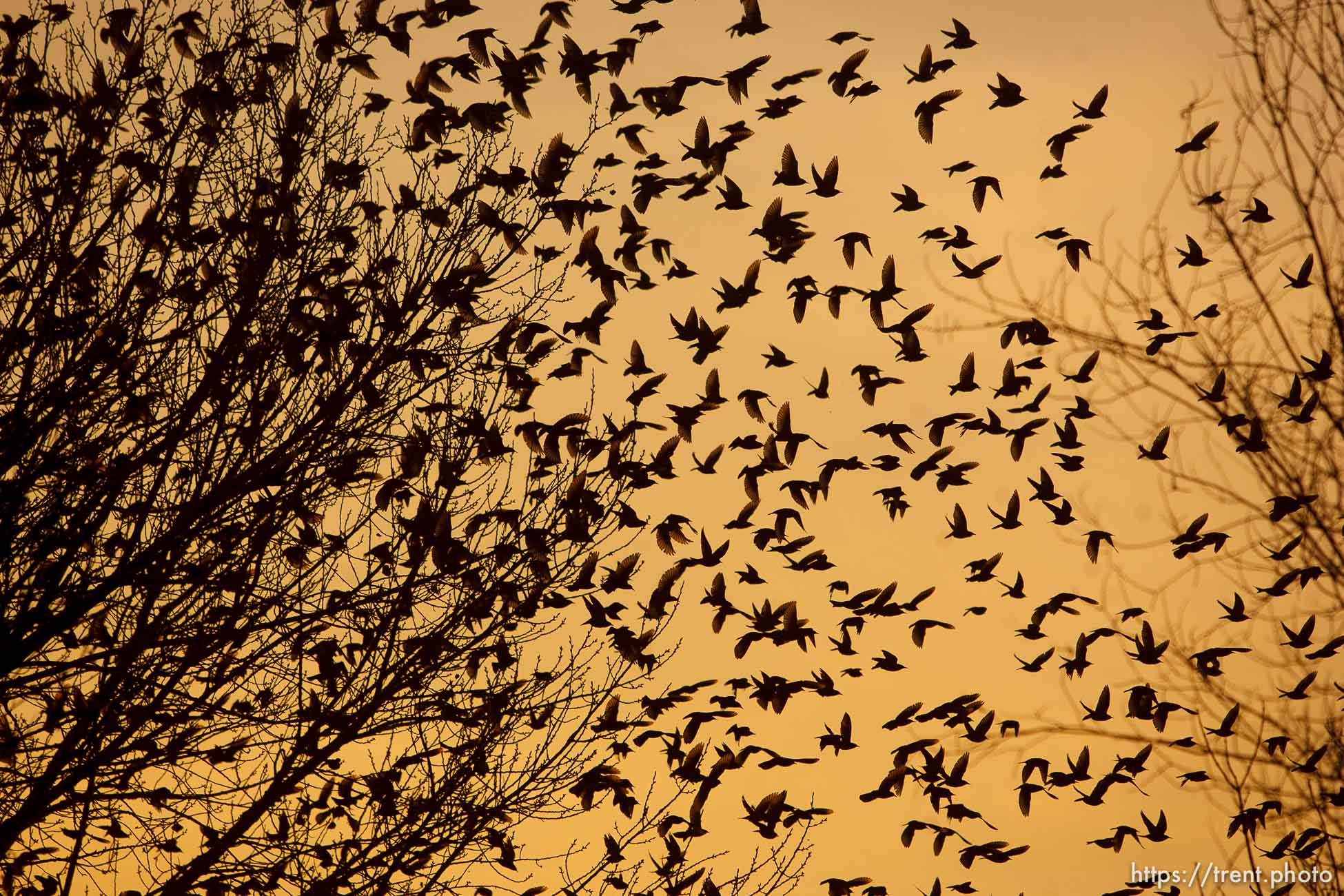 Trent Nelson  |  The Salt Lake Tribune
Flocks of starlings in Salt Lake City, Utah, Wednesday, December 14, 2011.