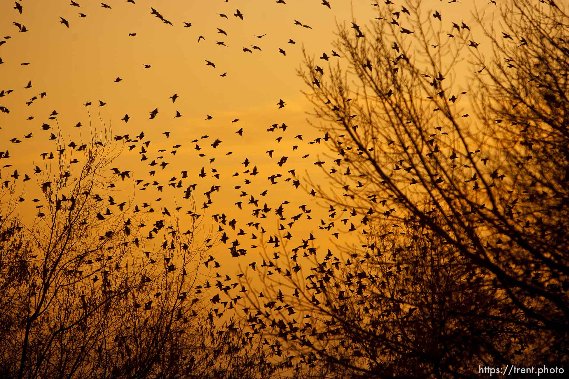 Trent Nelson  |  The Salt Lake Tribune
Flocks of starlings in Salt Lake City, Utah, Wednesday, December 14, 2011.