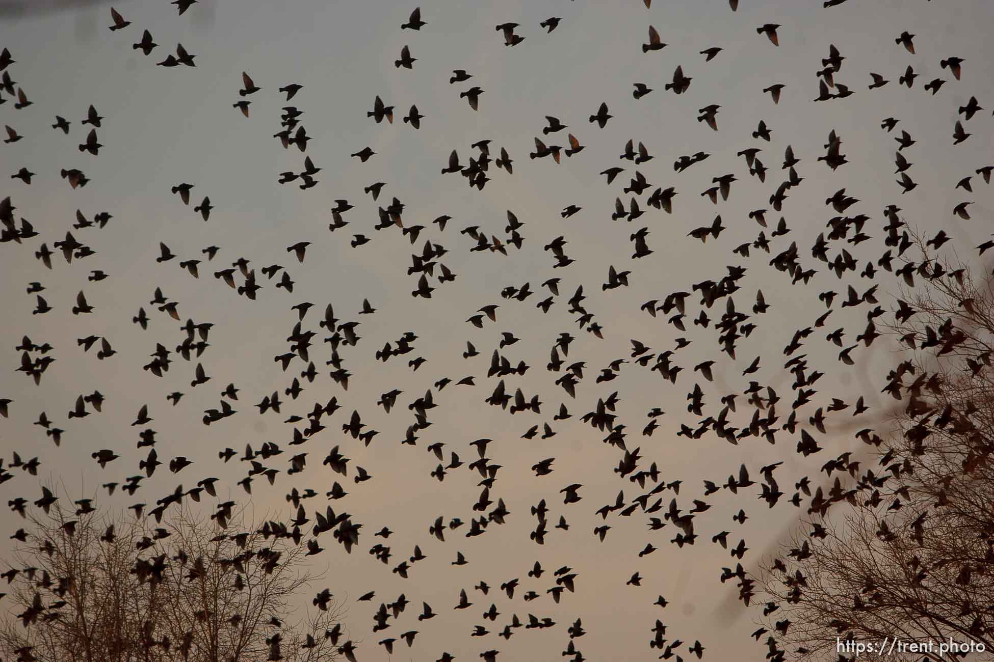 Trent Nelson  |  The Salt Lake Tribune
Flocks of starlings in Salt Lake City, Utah, Wednesday, December 14, 2011.