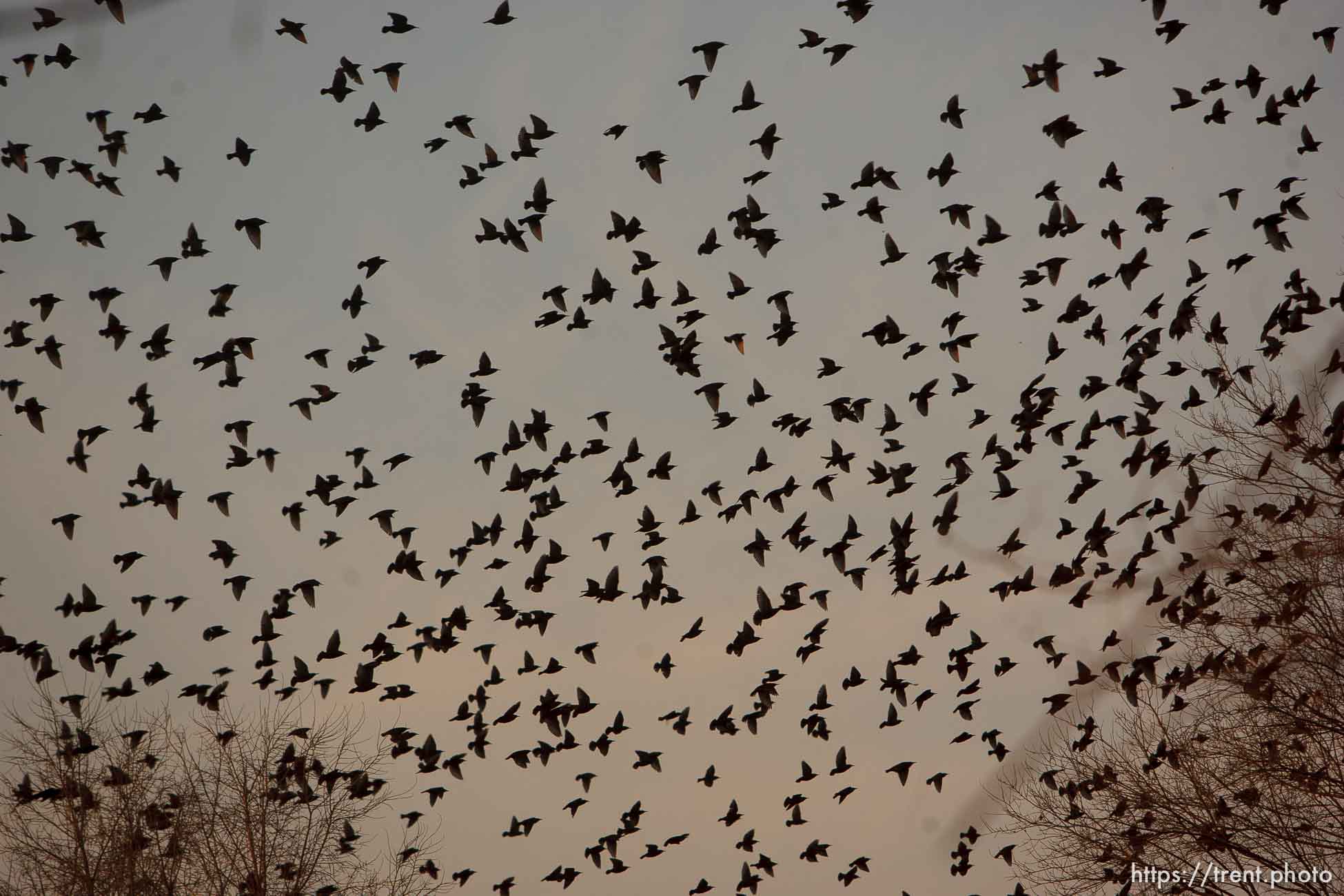 Trent Nelson  |  The Salt Lake Tribune
Flocks of starlings in Salt Lake City, Utah, Wednesday, December 14, 2011.