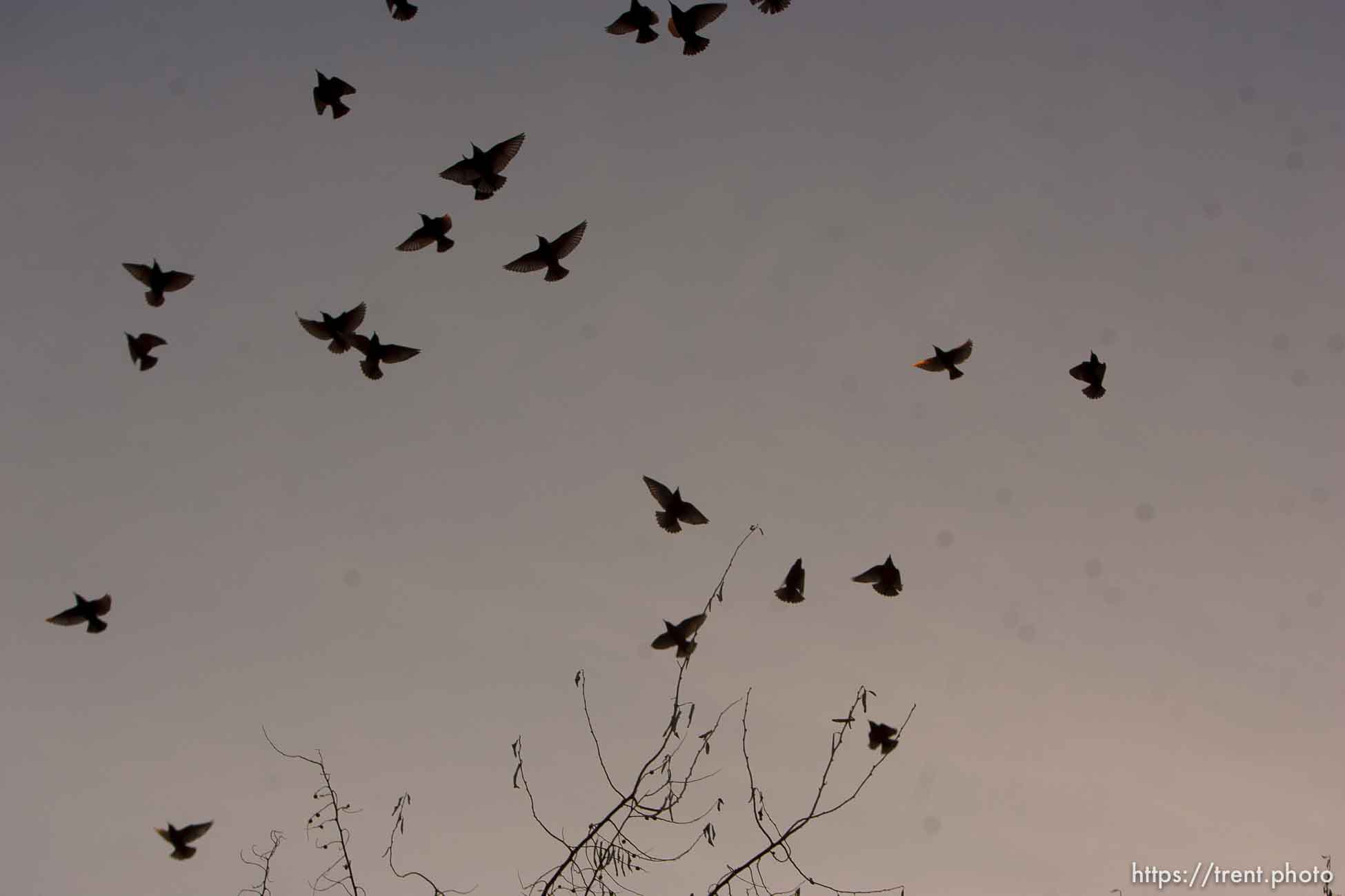 Trent Nelson  |  The Salt Lake Tribune
Flocks of starlings in Salt Lake City, Utah, Wednesday, December 14, 2011.