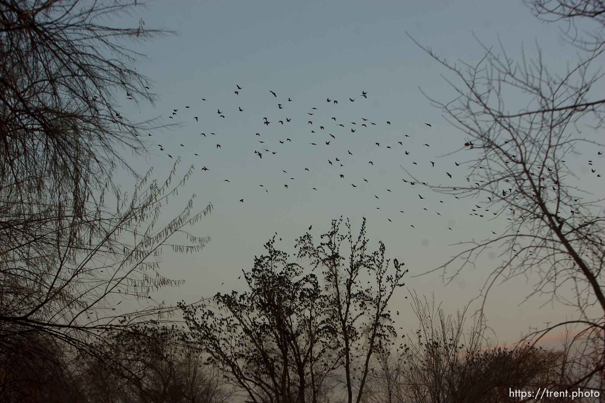 Trent Nelson  |  The Salt Lake Tribune
Flocks of starlings in Salt Lake City, Utah, Wednesday, December 14, 2011.