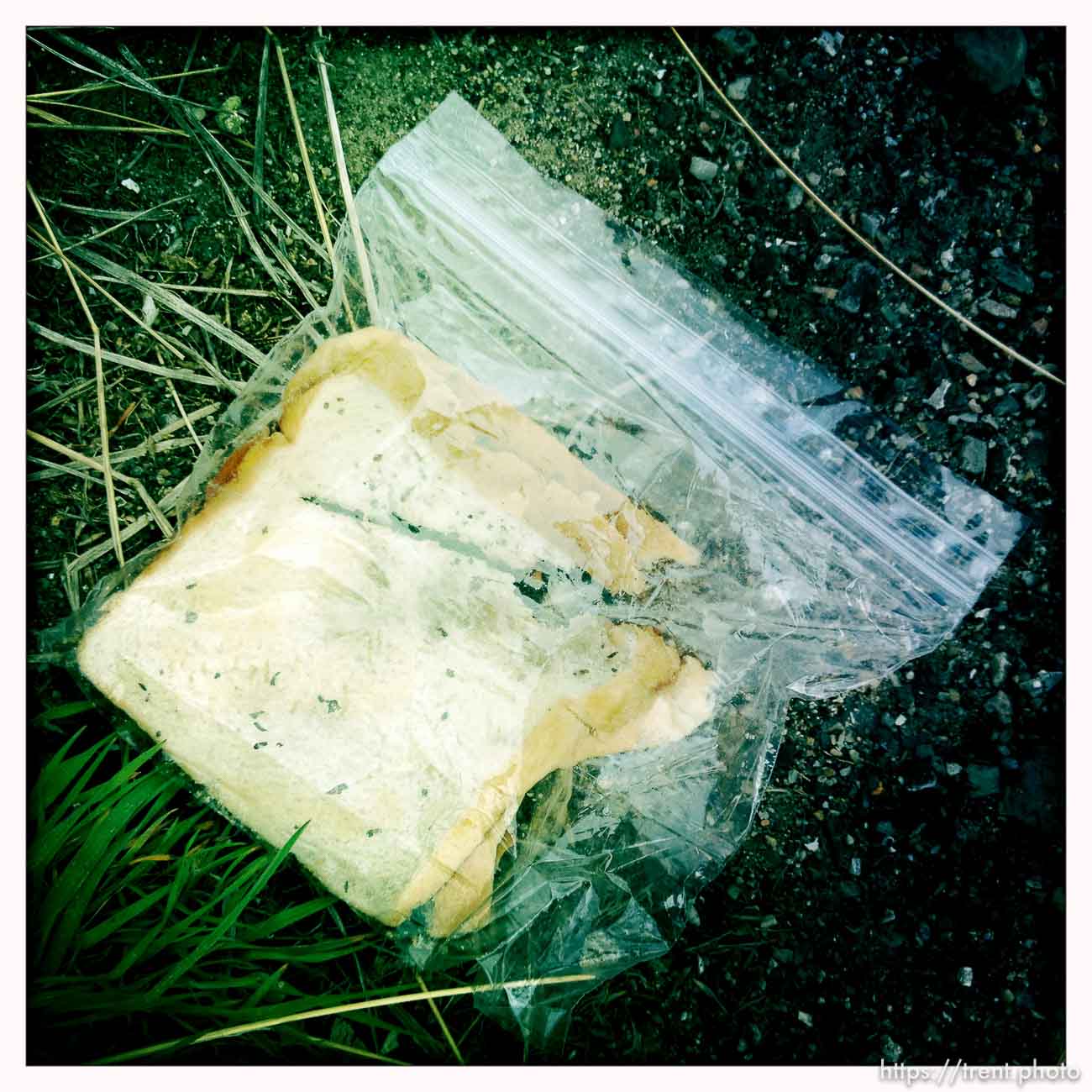 rotting sandwich in baggie