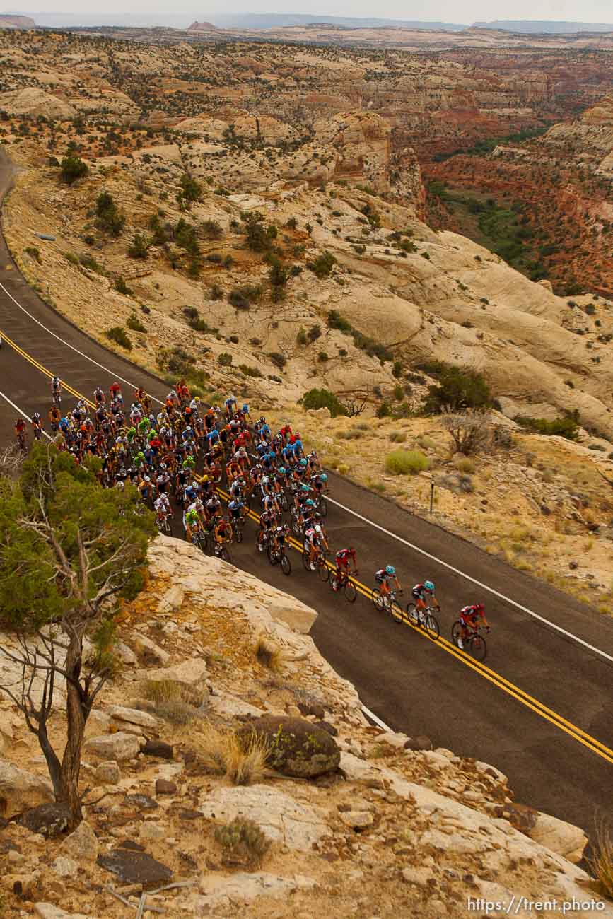 Trent Nelson  |  The Salt Lake Tribune
The peloton climbs toward Boulder during stage two of the Tour of Utah Wednesday August 7, 2013.