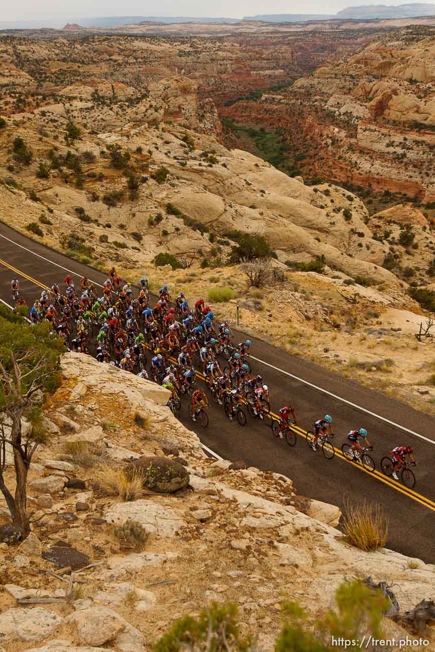 Trent Nelson  |  The Salt Lake Tribune
The peloton climbs toward Boulder during stage two of the Tour of Utah Wednesday August 7, 2013.