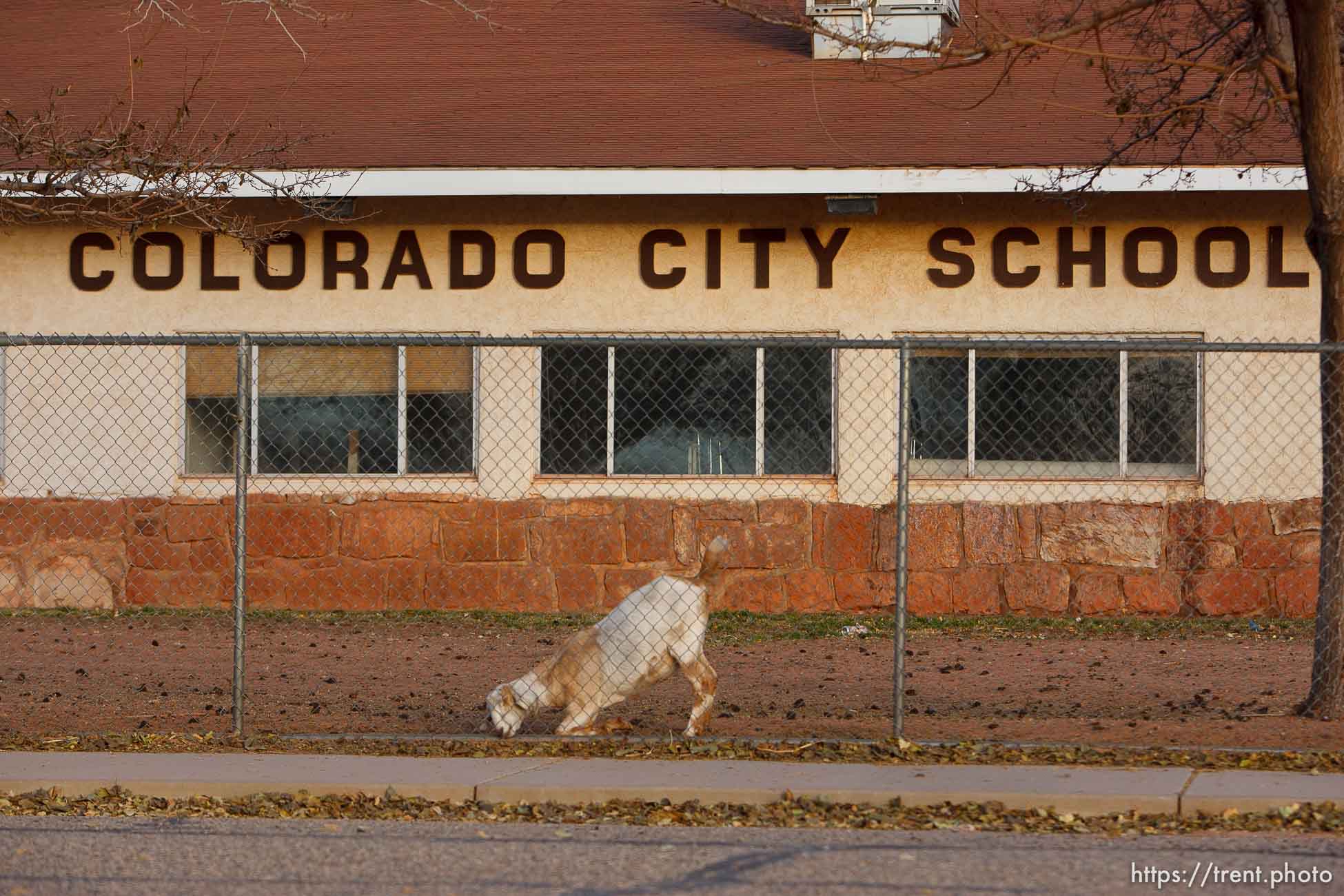 goats penned at colorado city school district building, Thursday November 29, 2012.