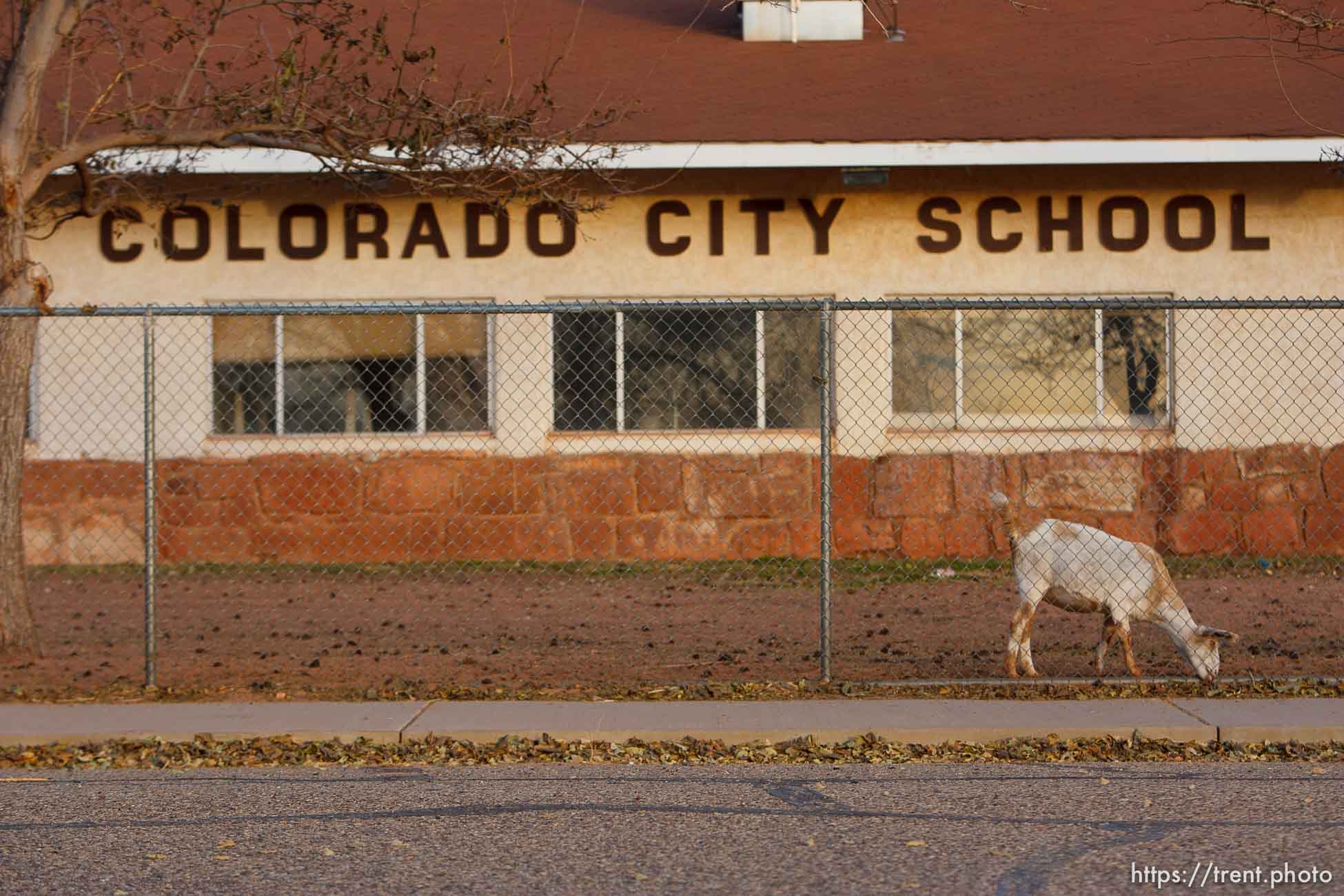 goats penned at colorado city school district building, Thursday November 29, 2012.