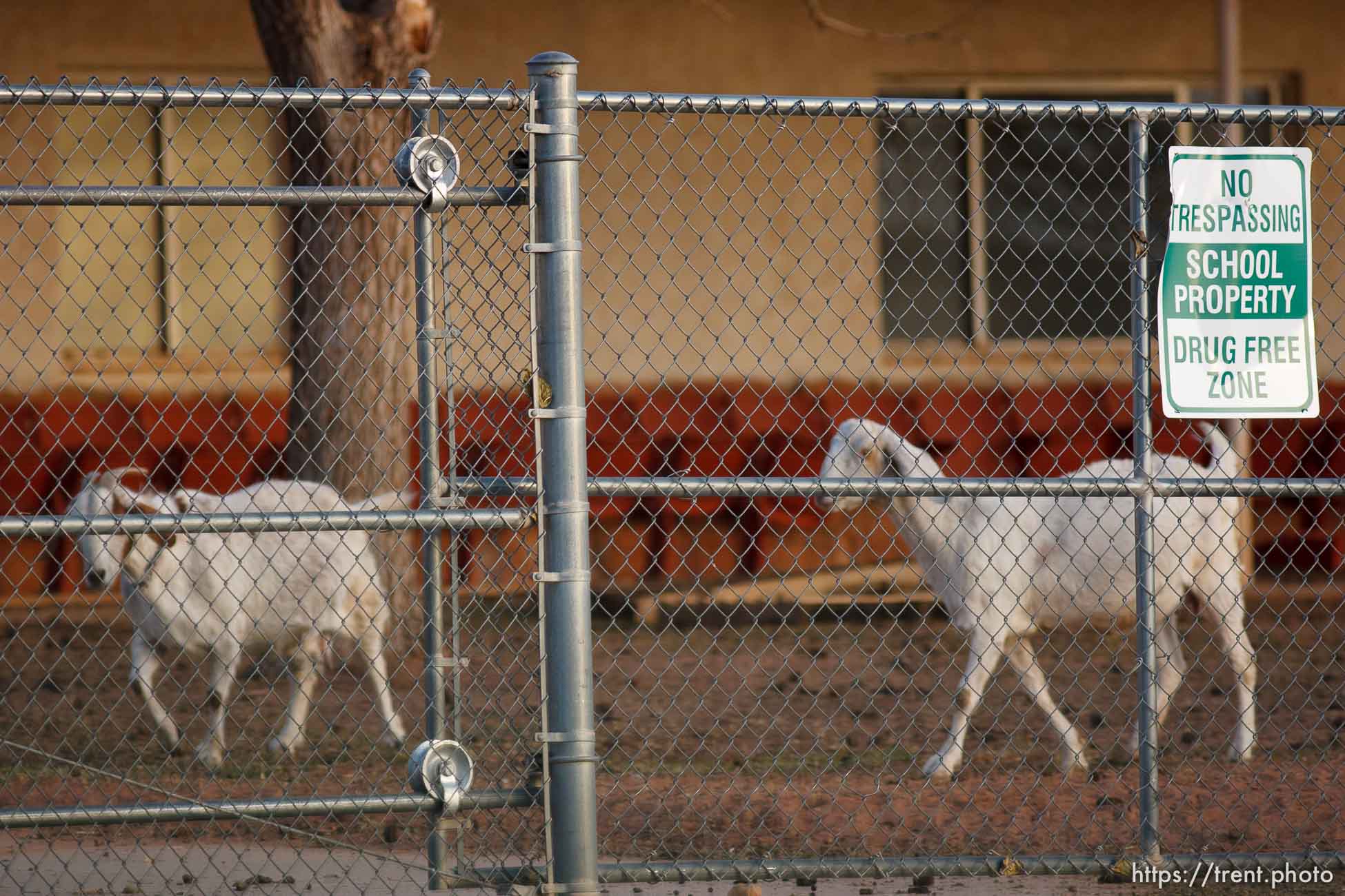 goats penned at colorado city school district building, Thursday November 29, 2012.