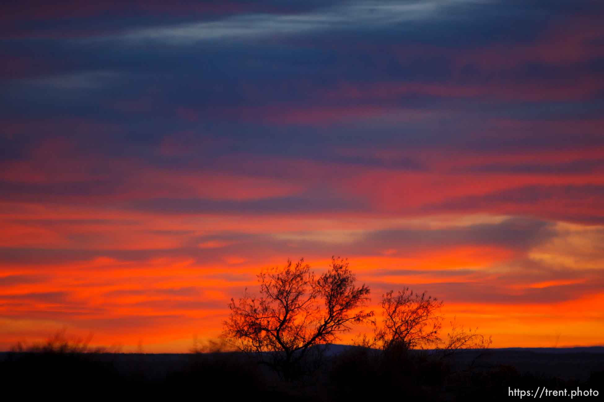 sunset, tree Thursday November 29, 2012.