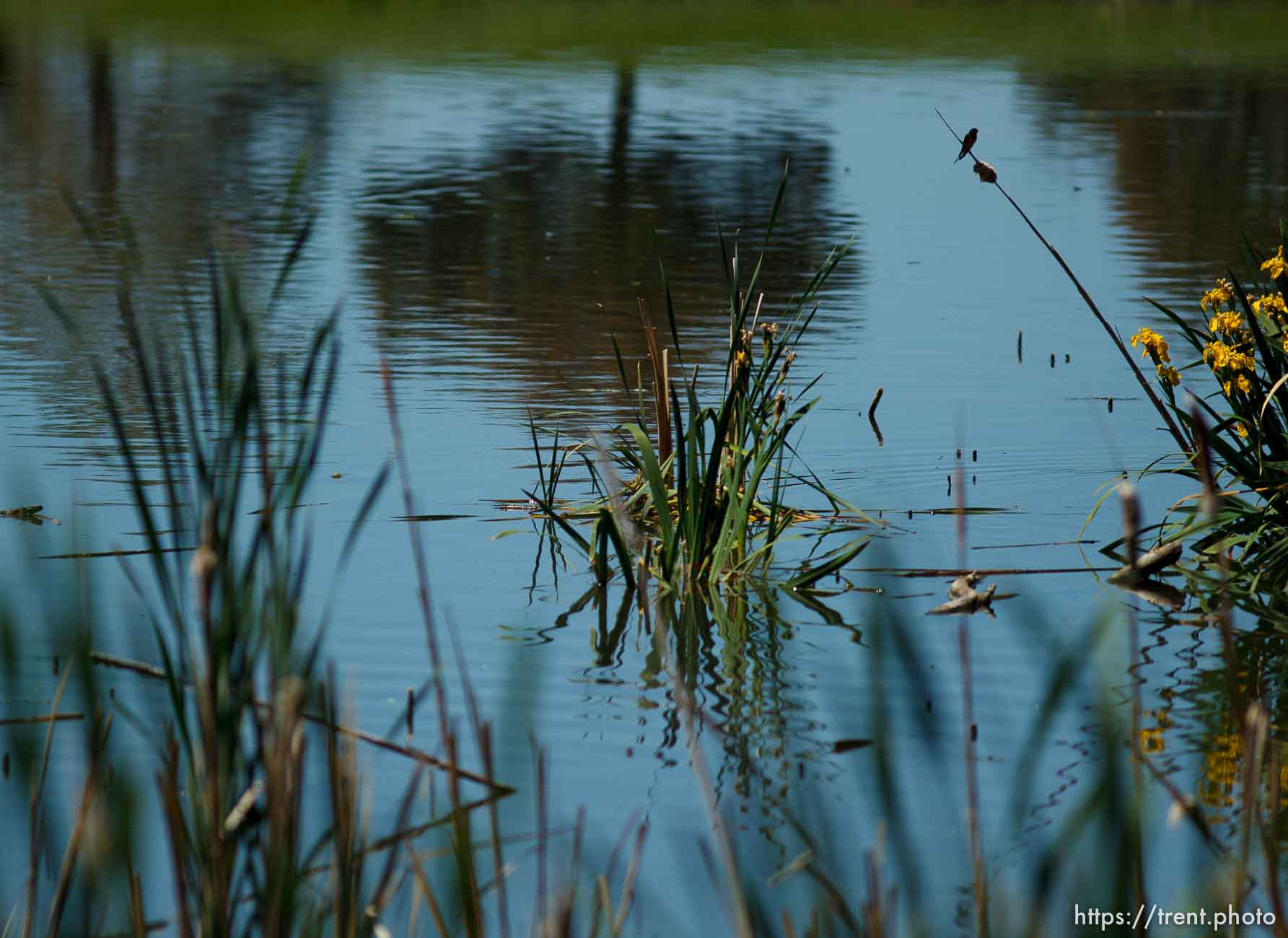 in the Reeds