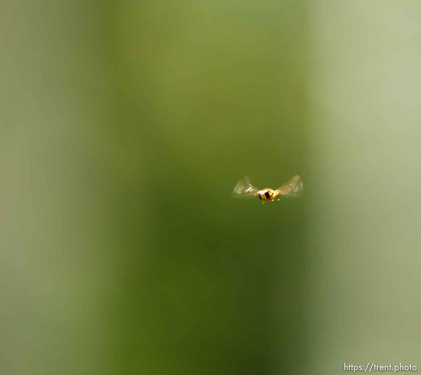 some kind of fly, Mid-Mountain trail in Park City Friday June 7, 2013.