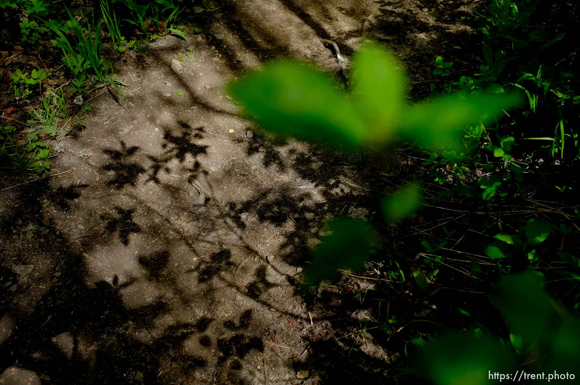 shadows of leaves on trail, Mid-Mountain trail in Park City Friday June 7, 2013.