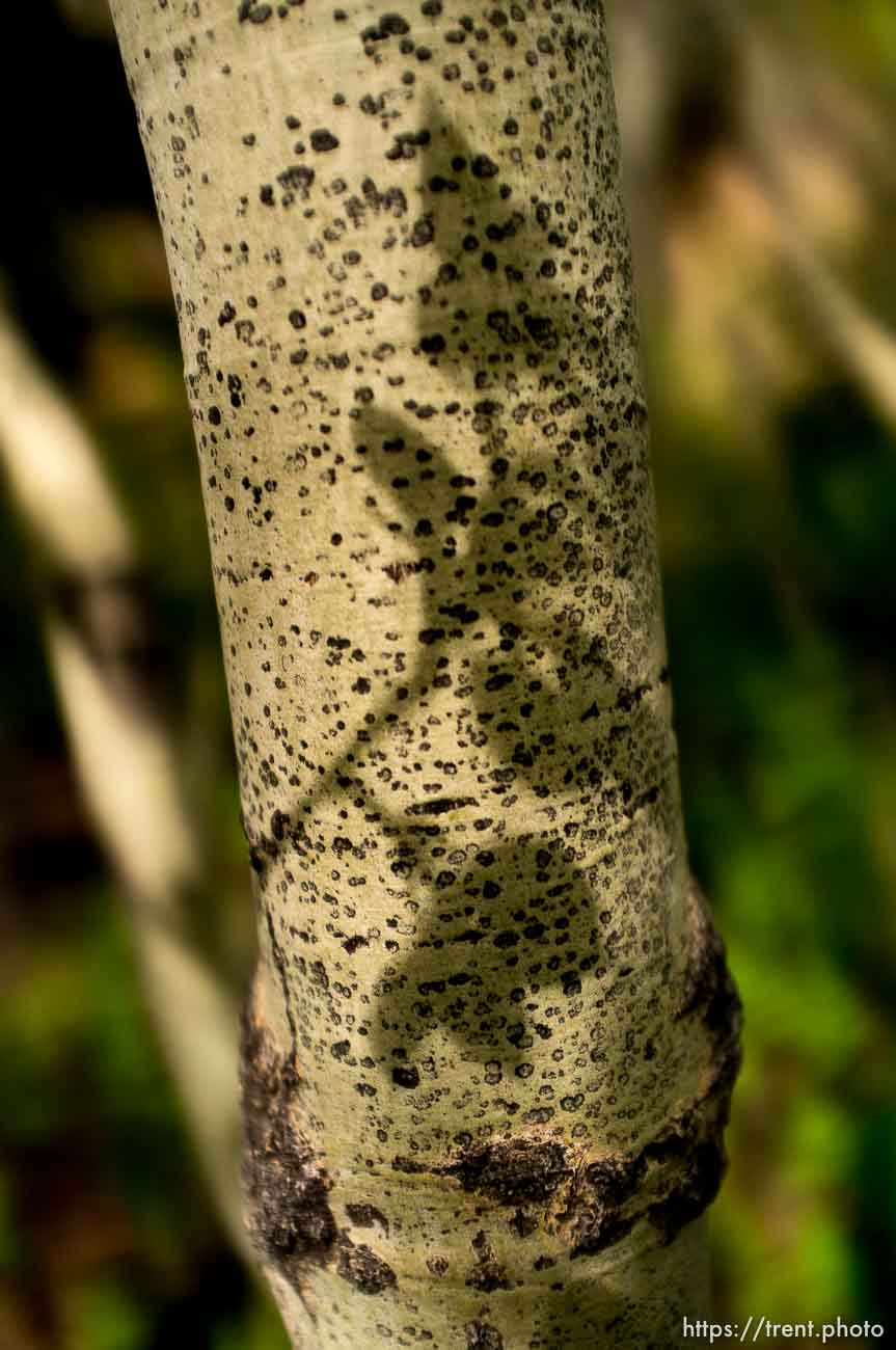 shadows of leaves on tree, Mid-Mountain trail in Park City Friday June 7, 2013.