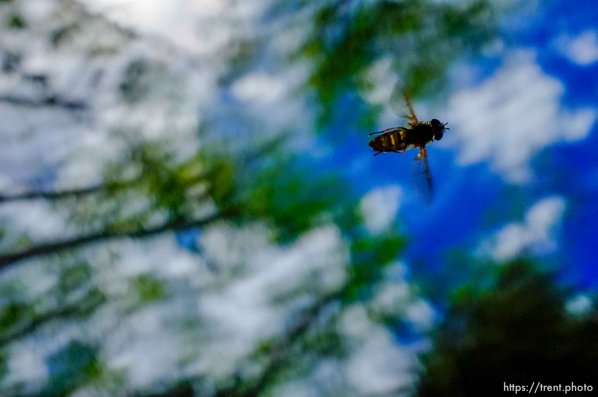 some kind of fly, Mid-Mountain trail in Park City Friday June 7, 2013.