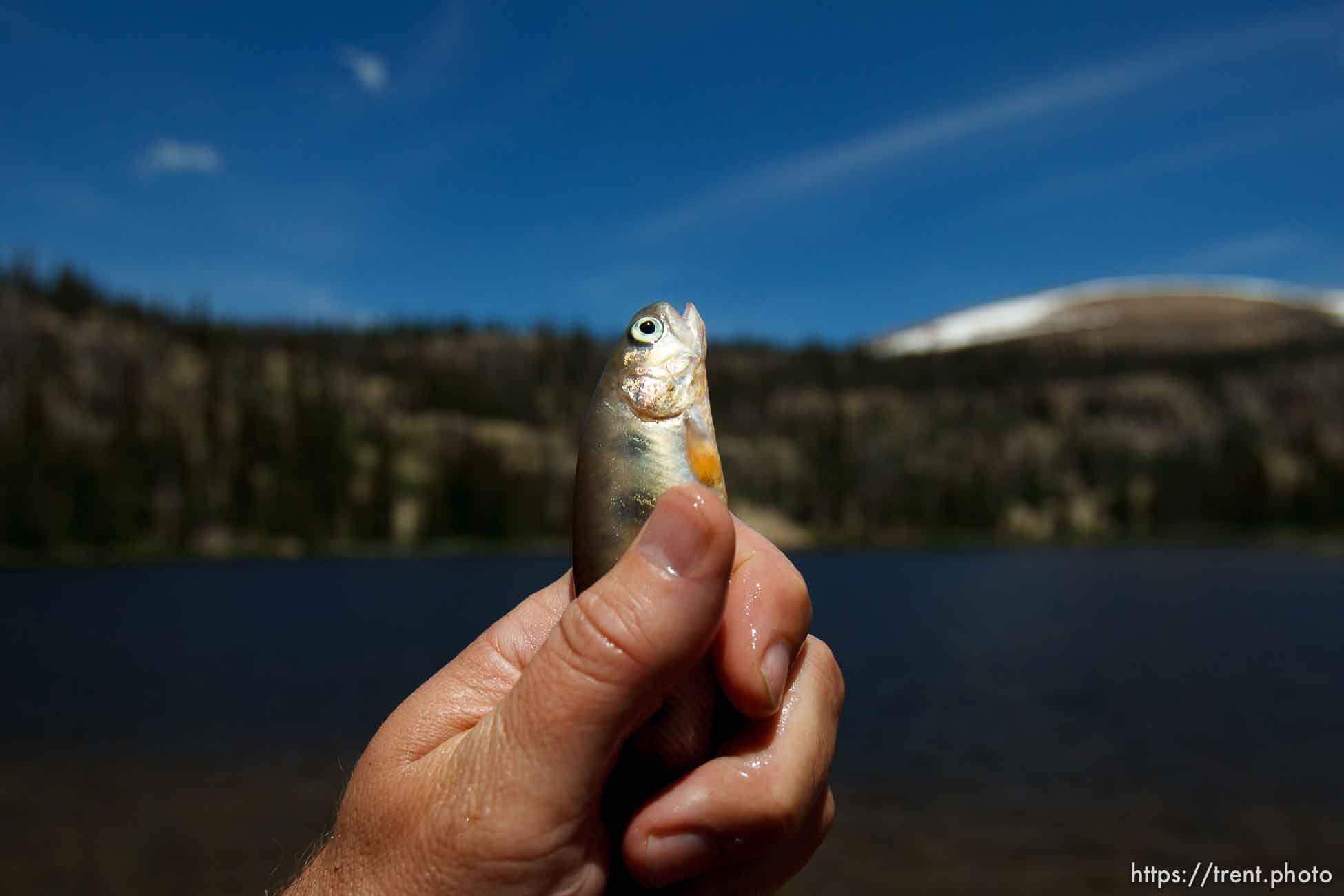 Trent Nelson  |  The Salt Lake Tribune
Biologists with the Utah Department of Wildlife Resources stocked Echo Lake with approximately 4,800 golden trout Tuesday July 2, 2013 in the Uinta Mountains.