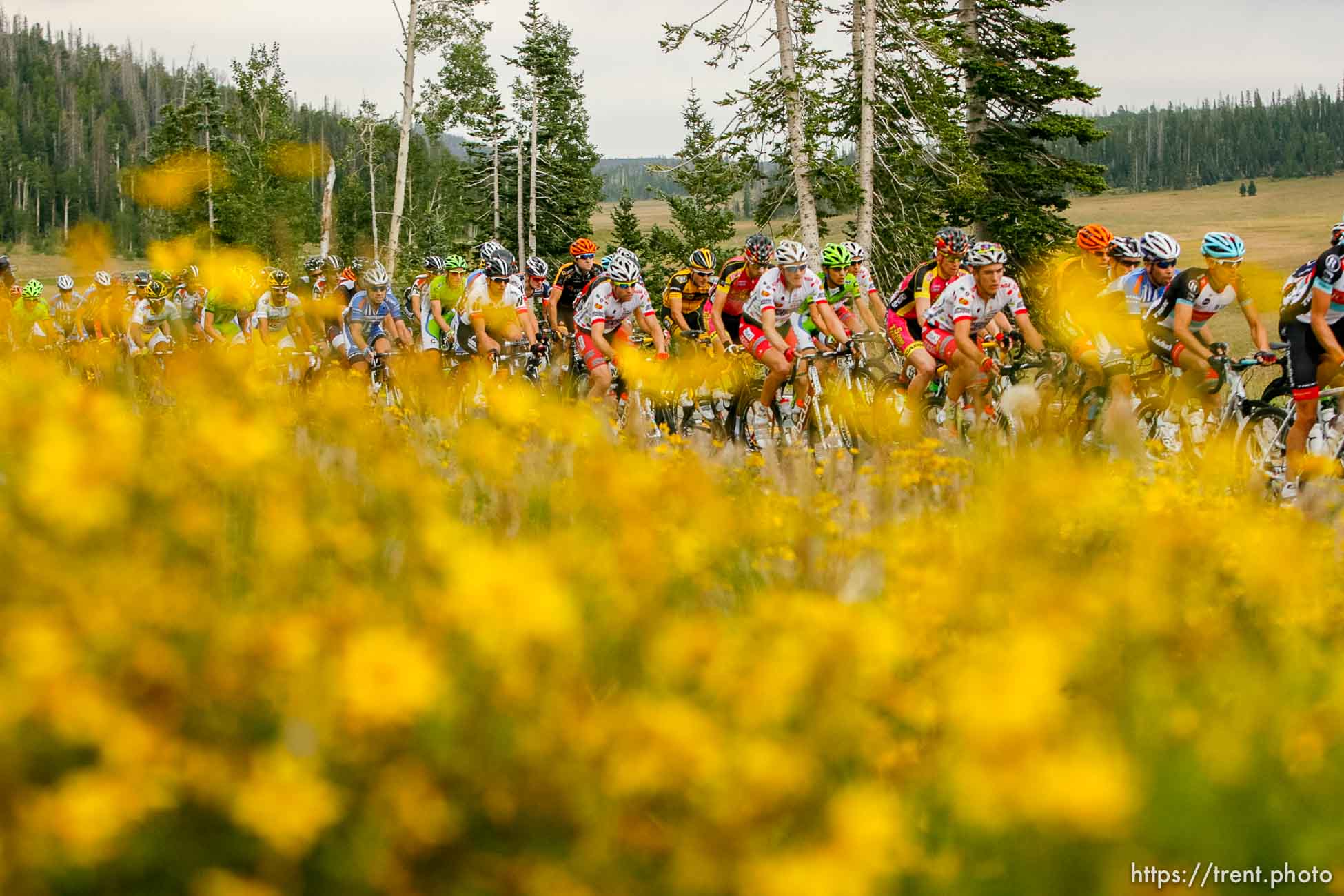 Trent Nelson  |  The Salt Lake Tribune
Riders on SR-14 during stage one of the Tour of Utah at Brian Head Tuesday August 6, 2013.