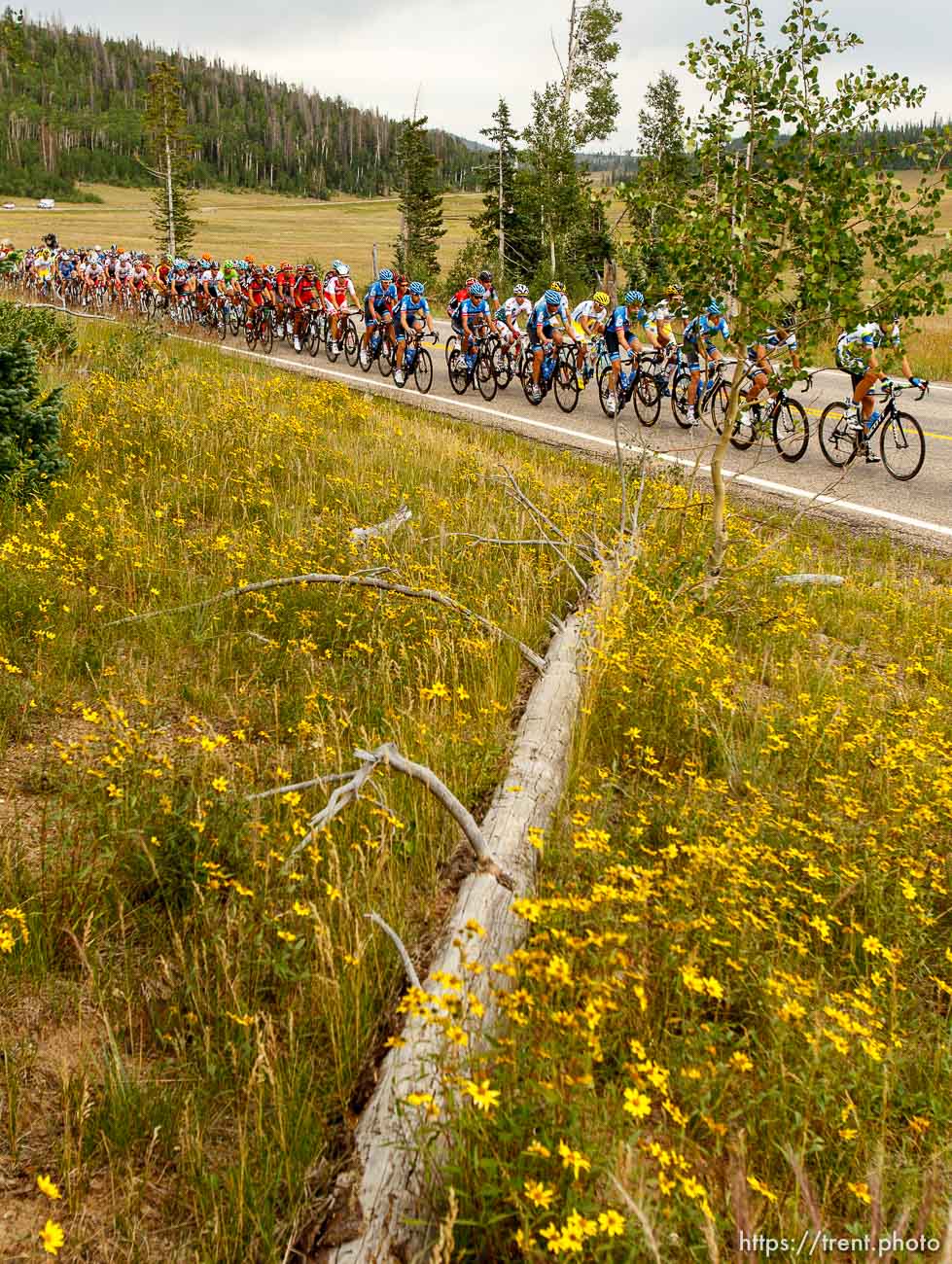 Trent Nelson  |  The Salt Lake Tribune
Riders on SR-14 during stage one of the Tour of Utah at Brian Head Tuesday August 6, 2013.